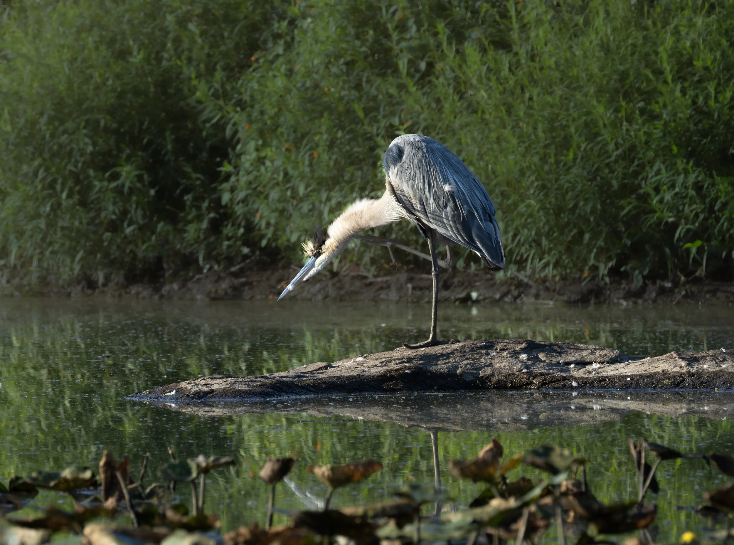 GB Blue Heron-1.jpg