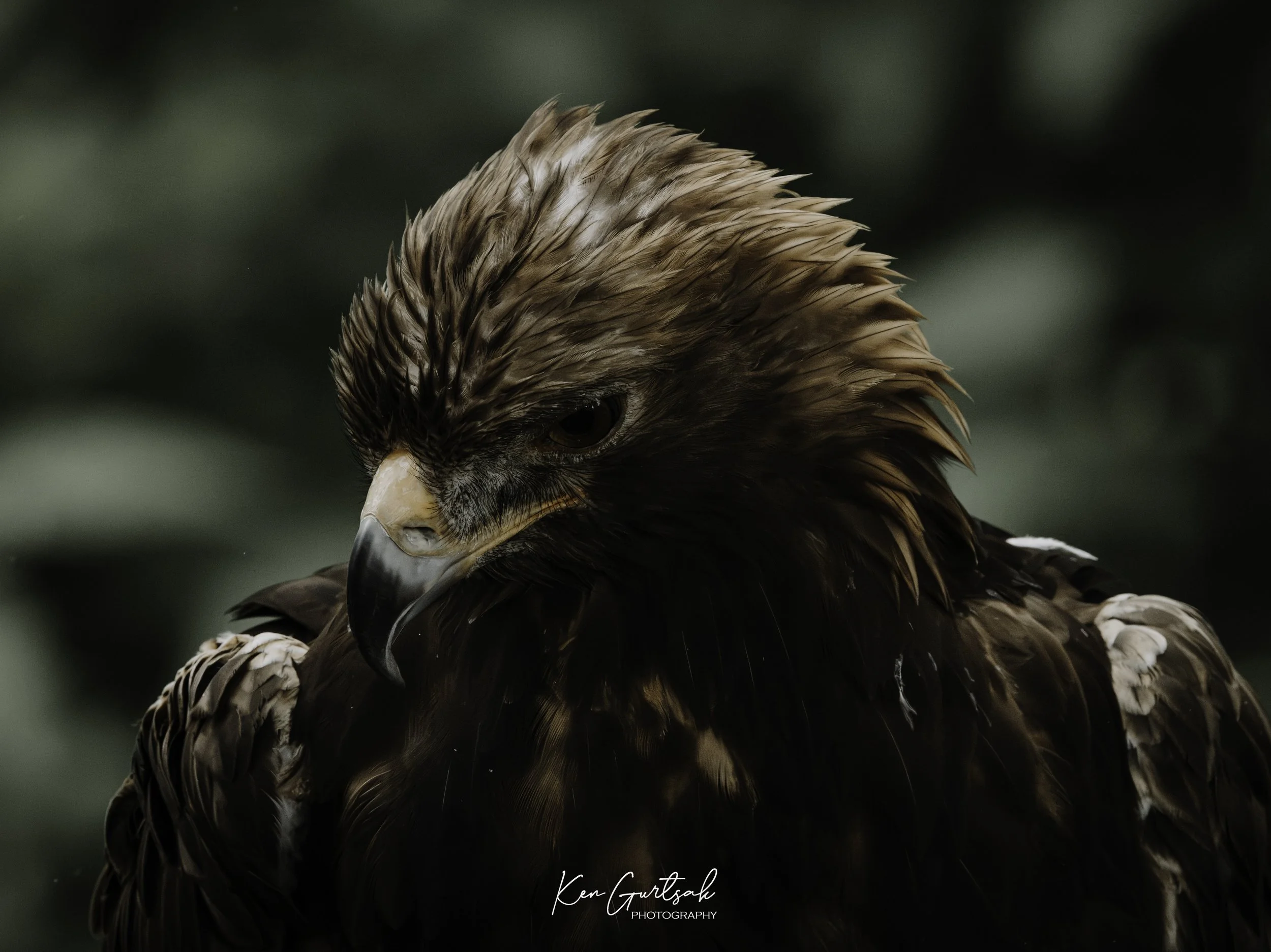 G Eagle.jpg