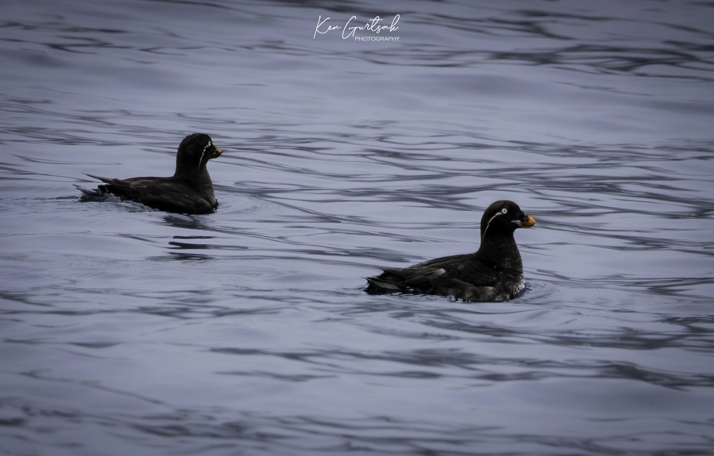 crested auklet (1 of 1).jpg