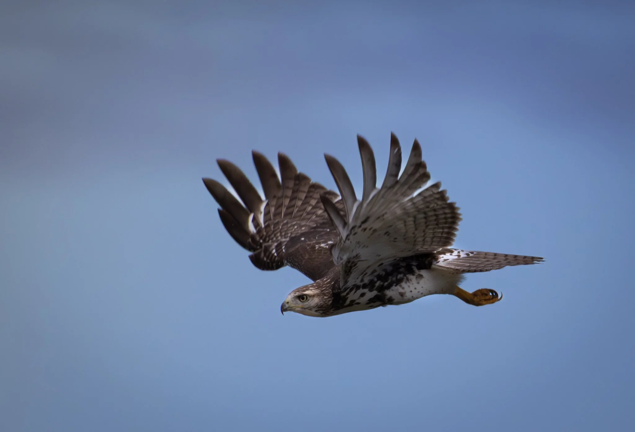 GB Coopers Hawk 6.jpg