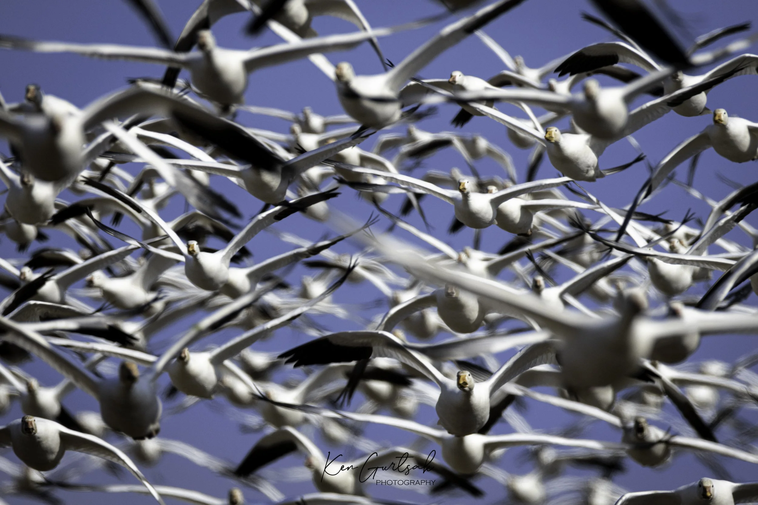 Snow Geese (1 of 1)-4.jpg