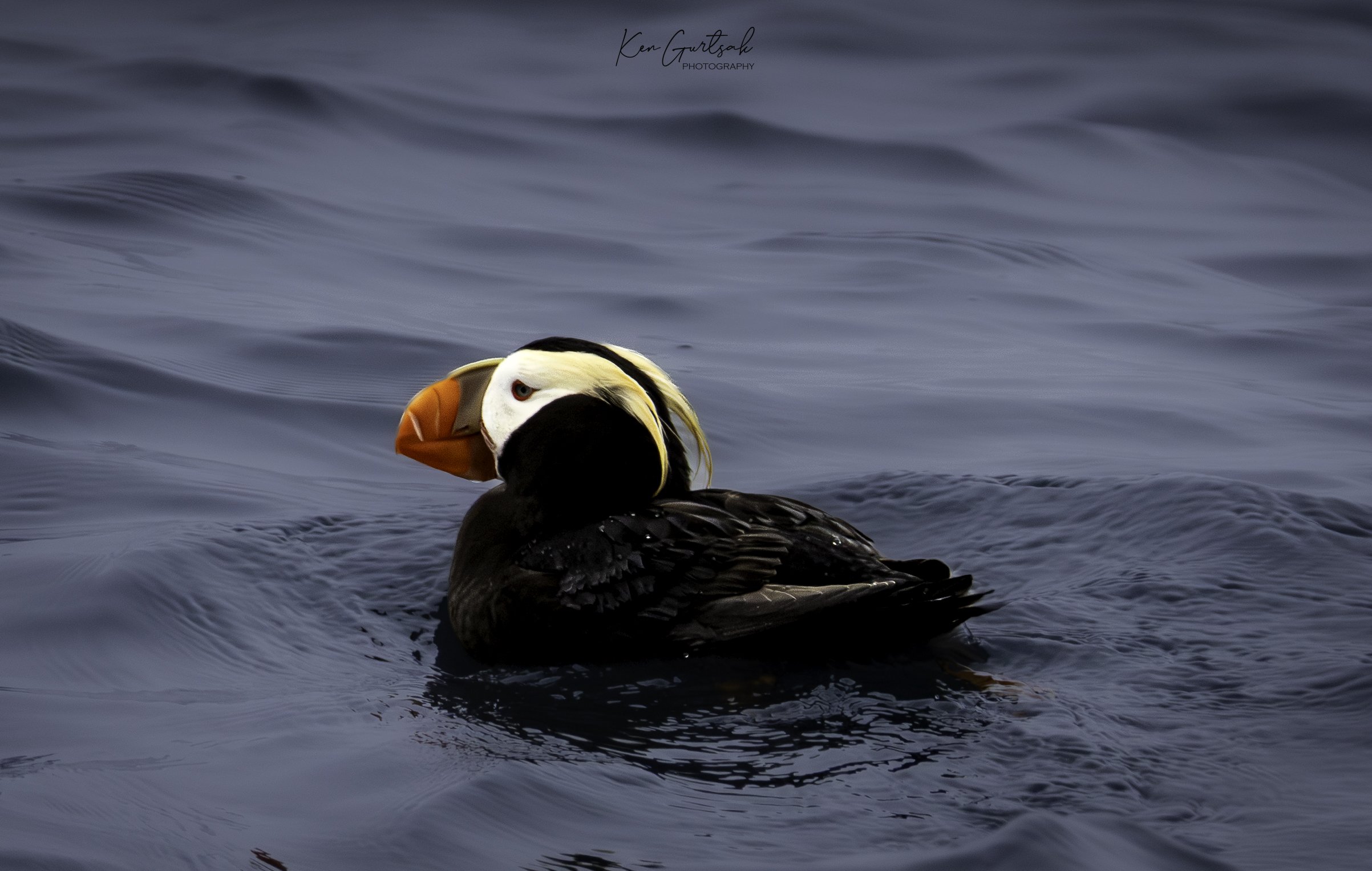 Puffin-2.jpg
