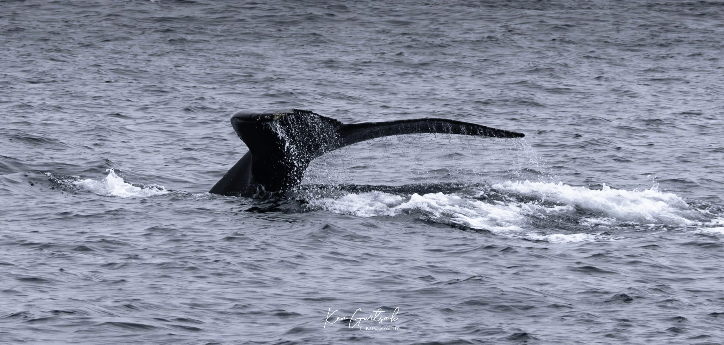 H Whale-3.jpg
