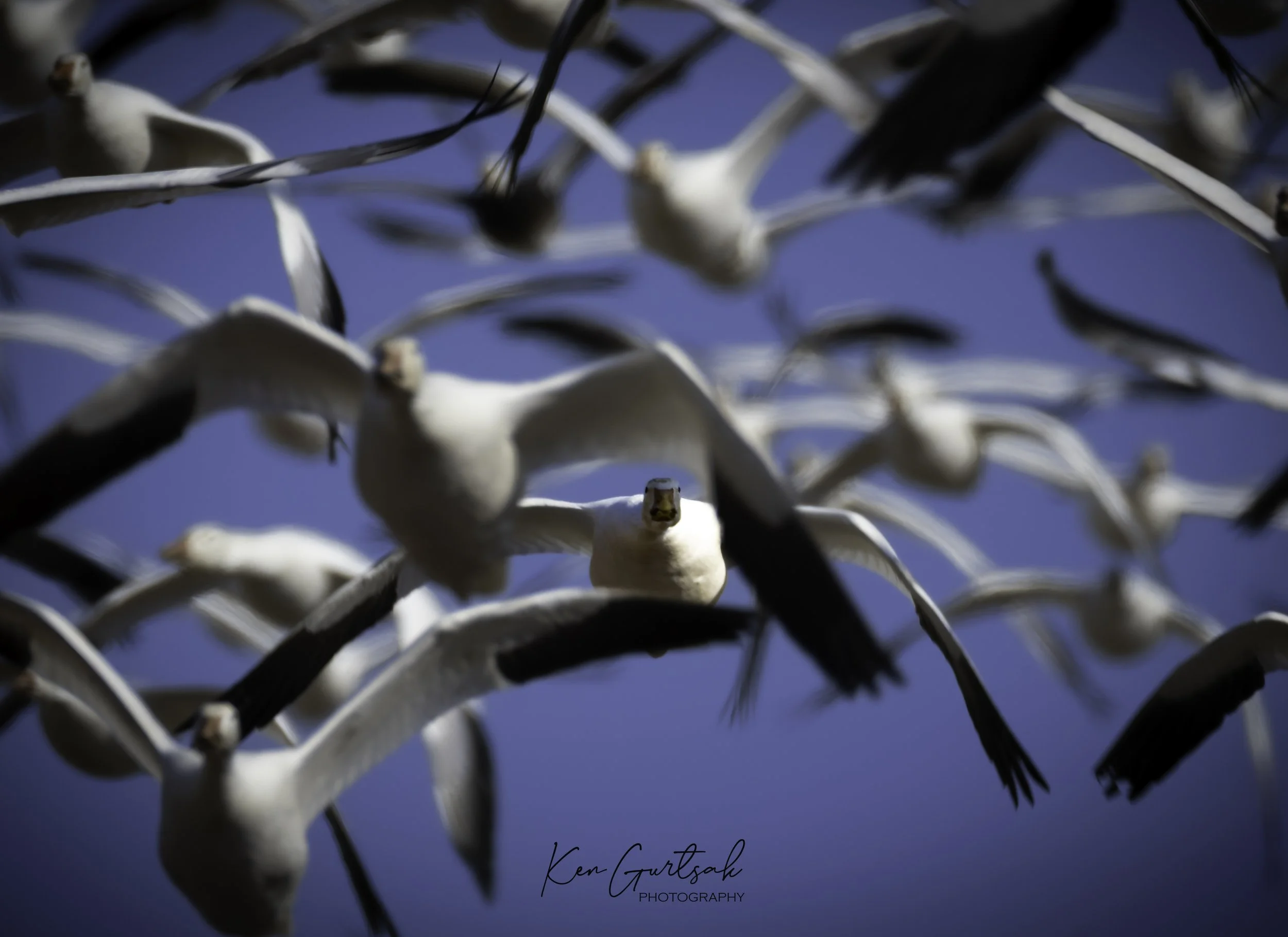 Snow Geese (1 of 1)-3.jpg