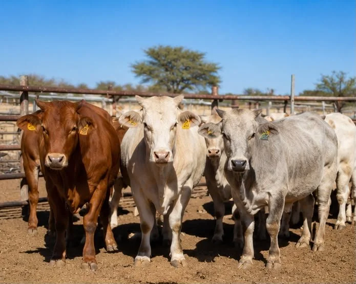 cattle auction.jpeg