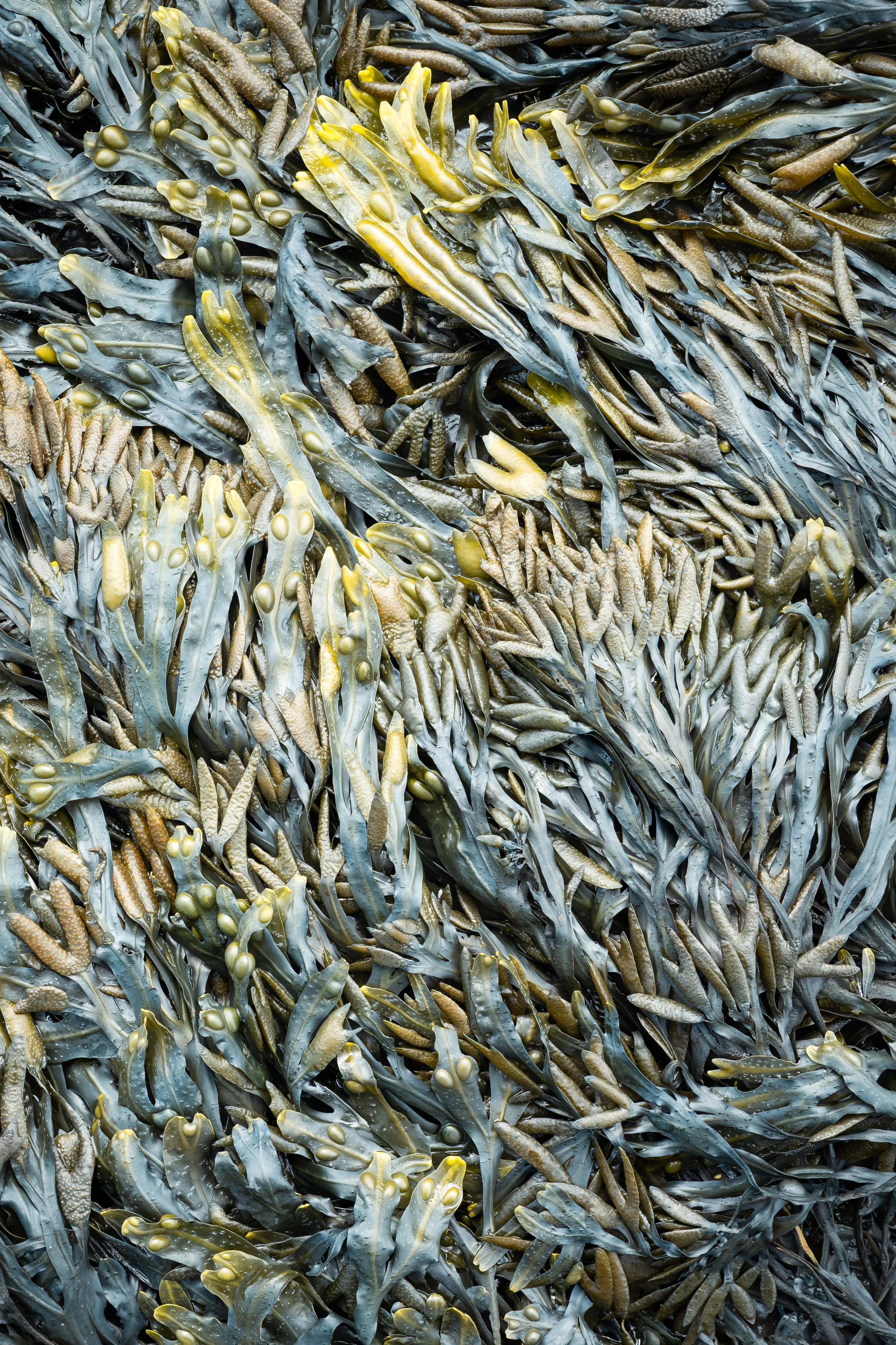 Tidewoven