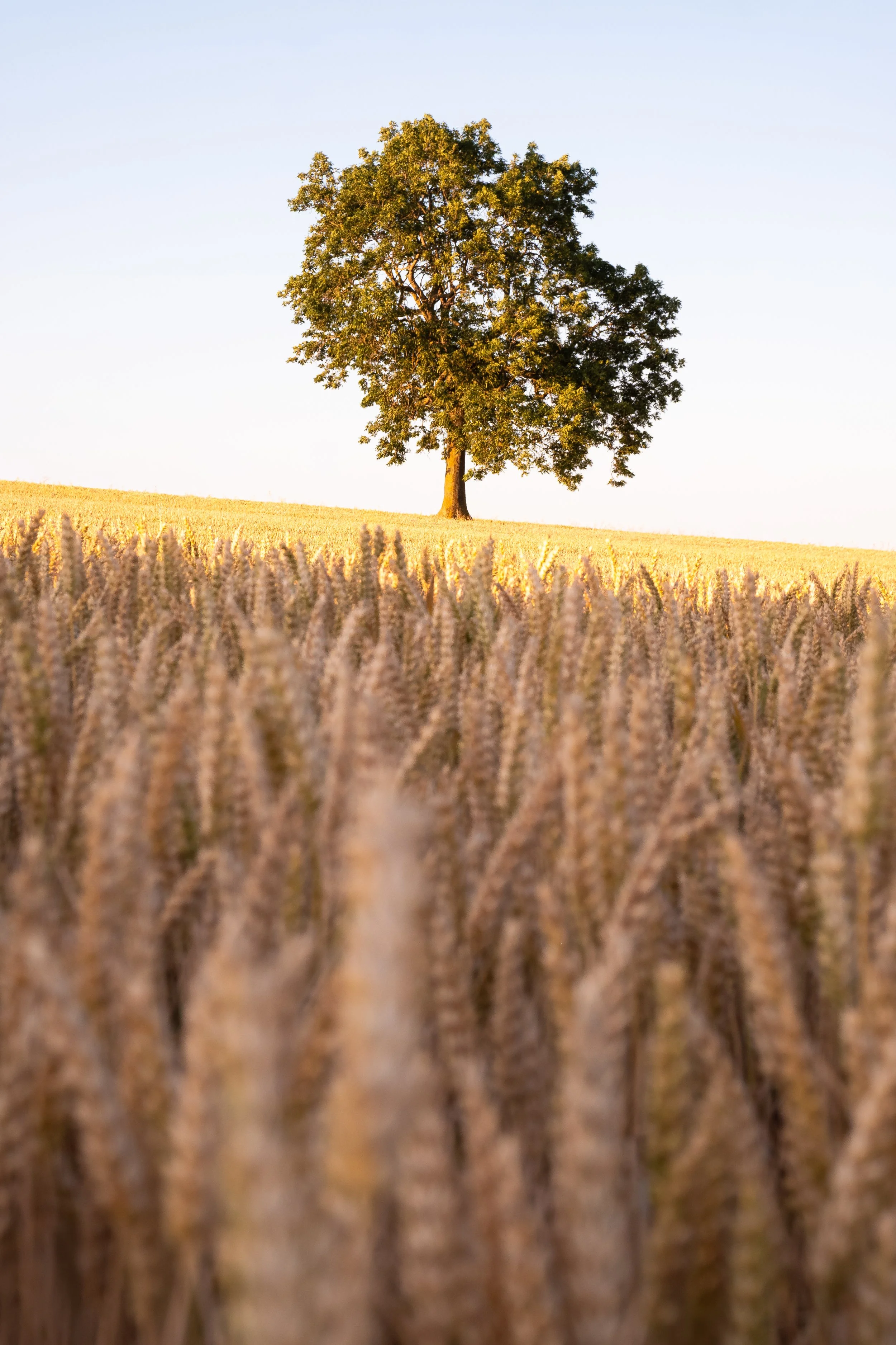 Waiting for Autumn