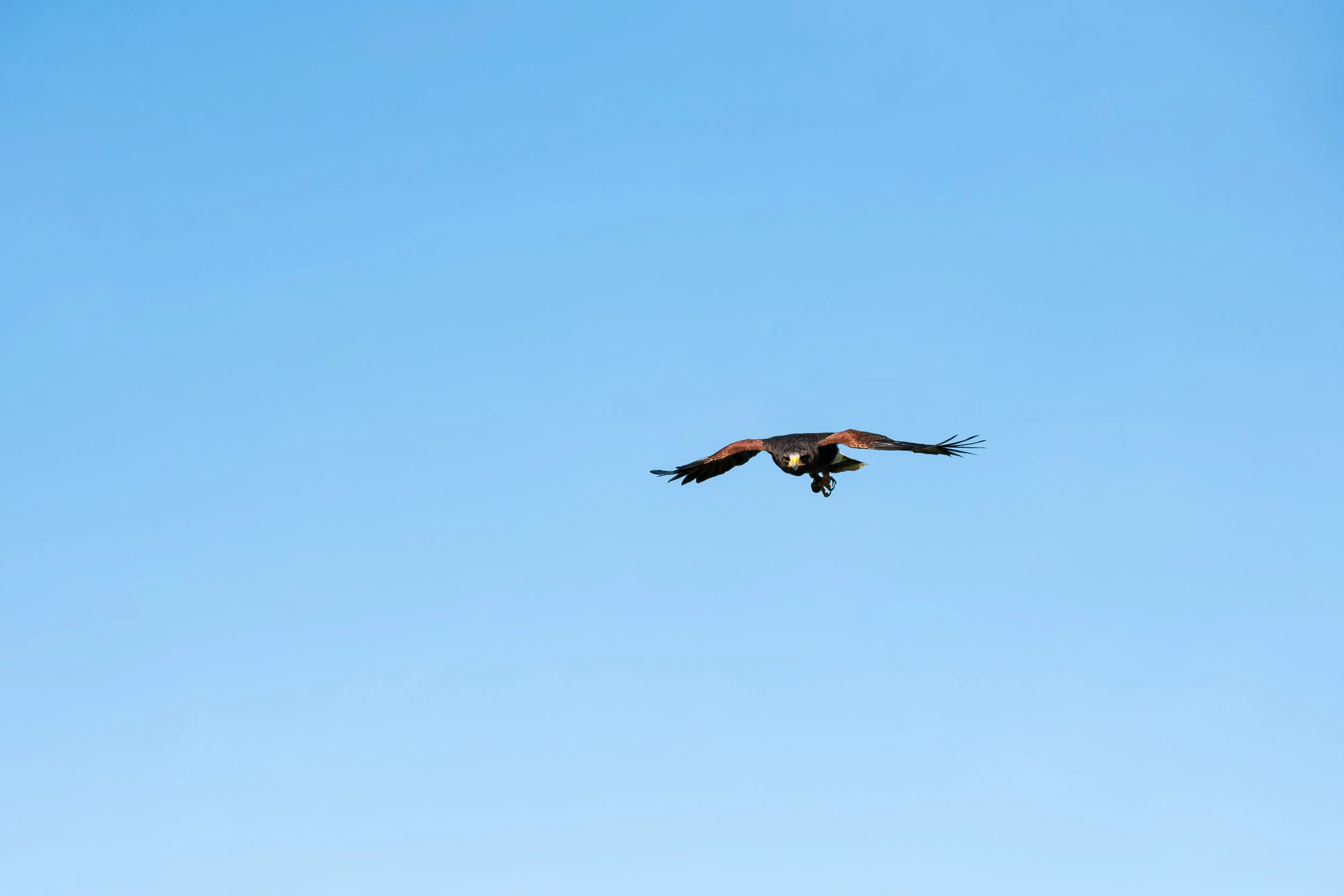 The Final Approach — Harris's Hawk | Photographed in captivity