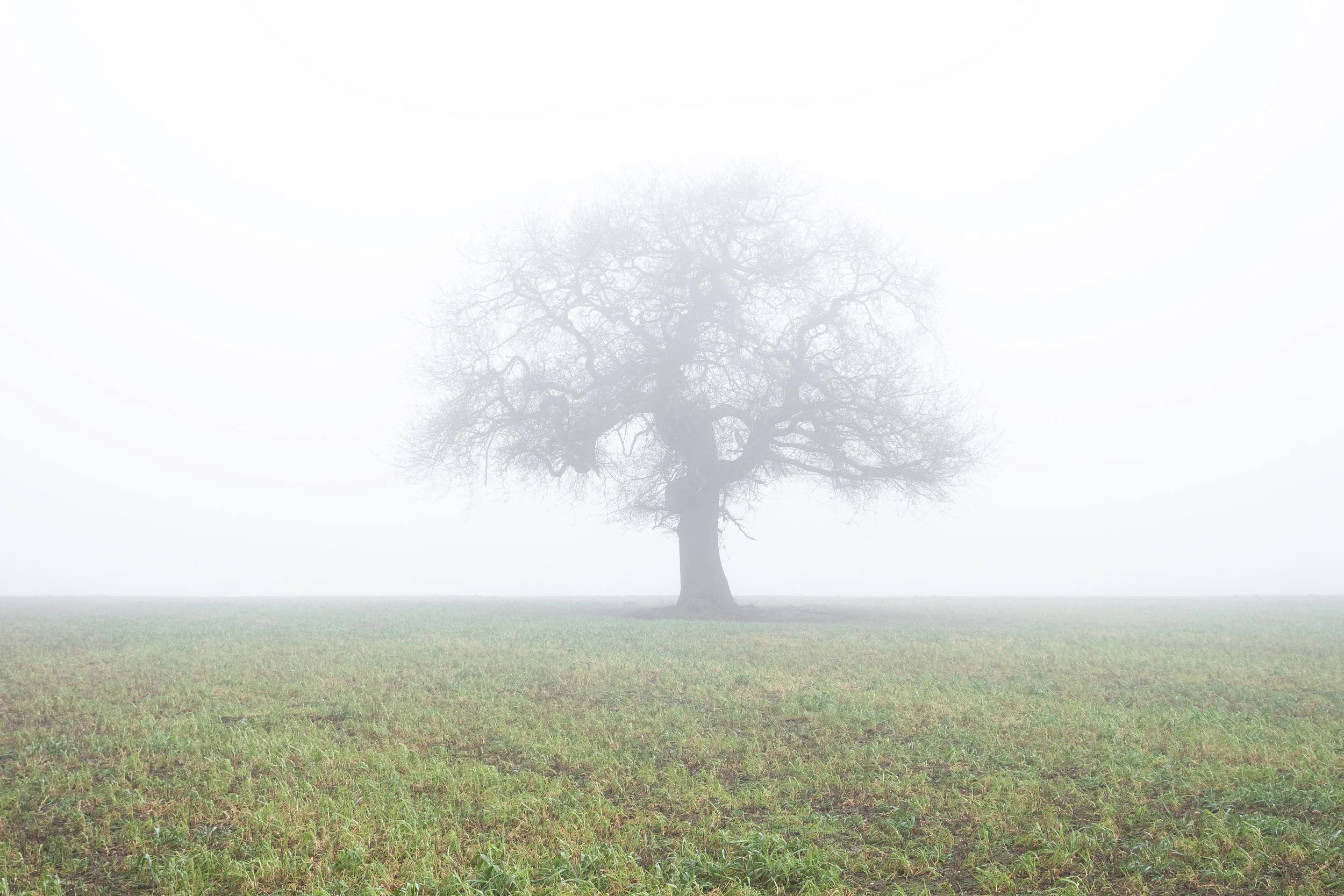 Where the World Disappears