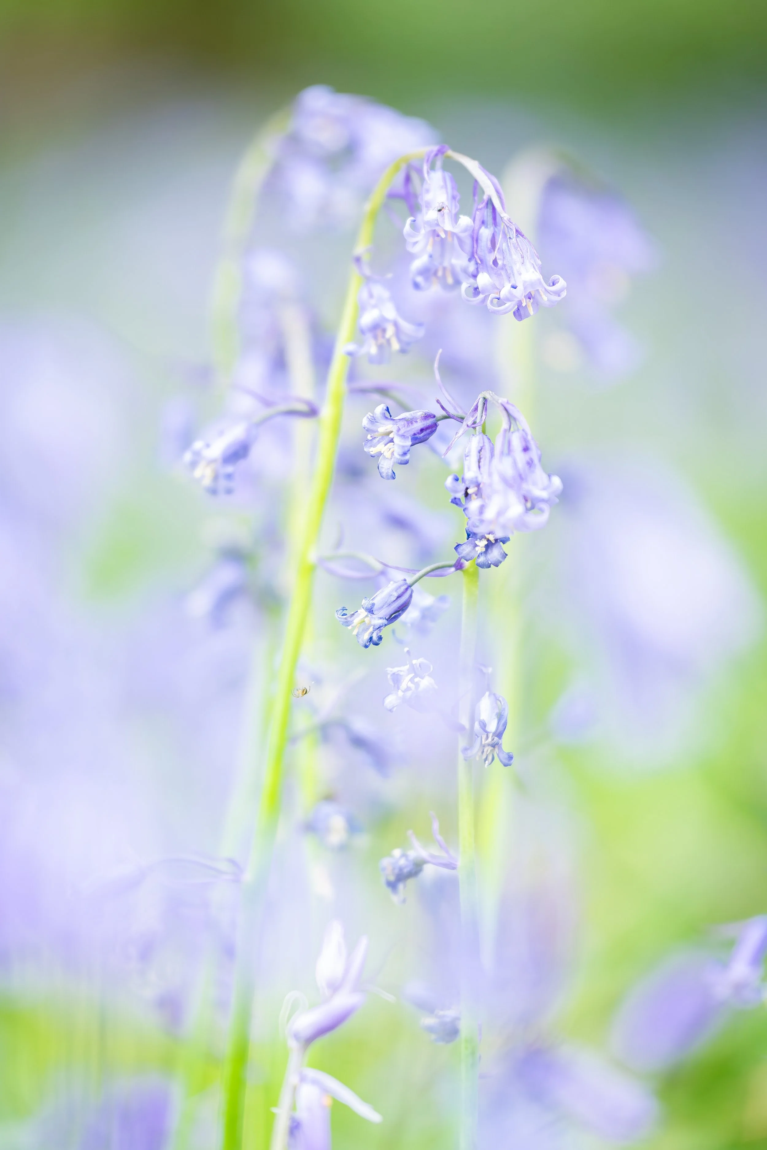 A Visitor Amongst The Blue
