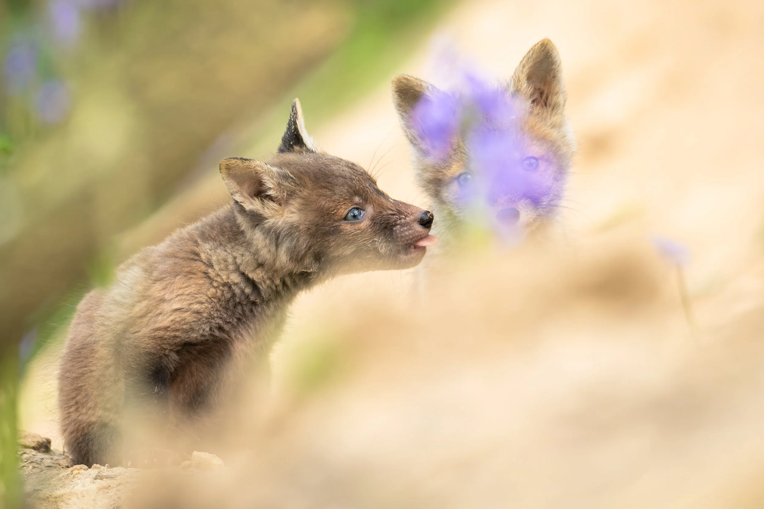 Wild Beginnings, Together