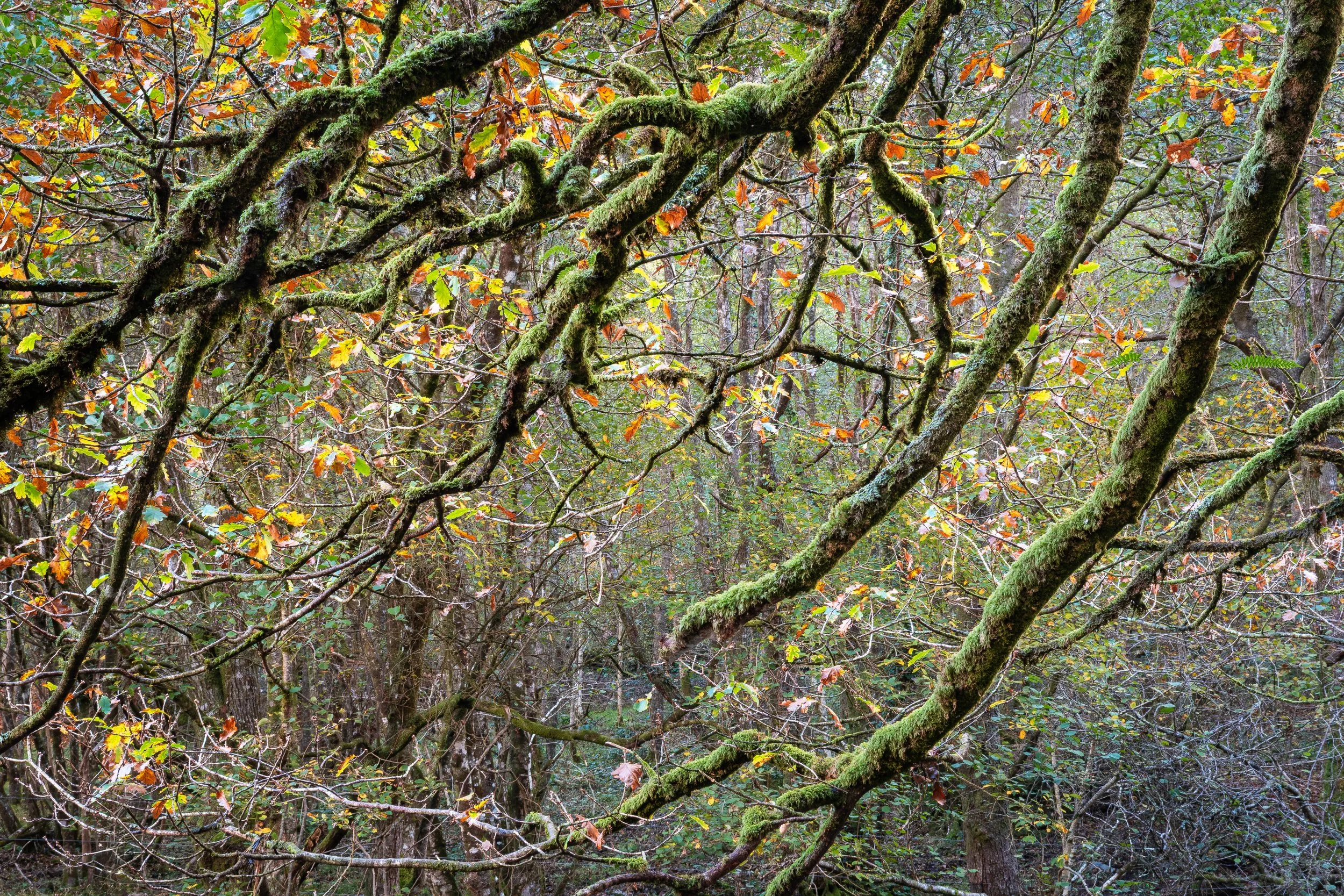 Autumn's Grip