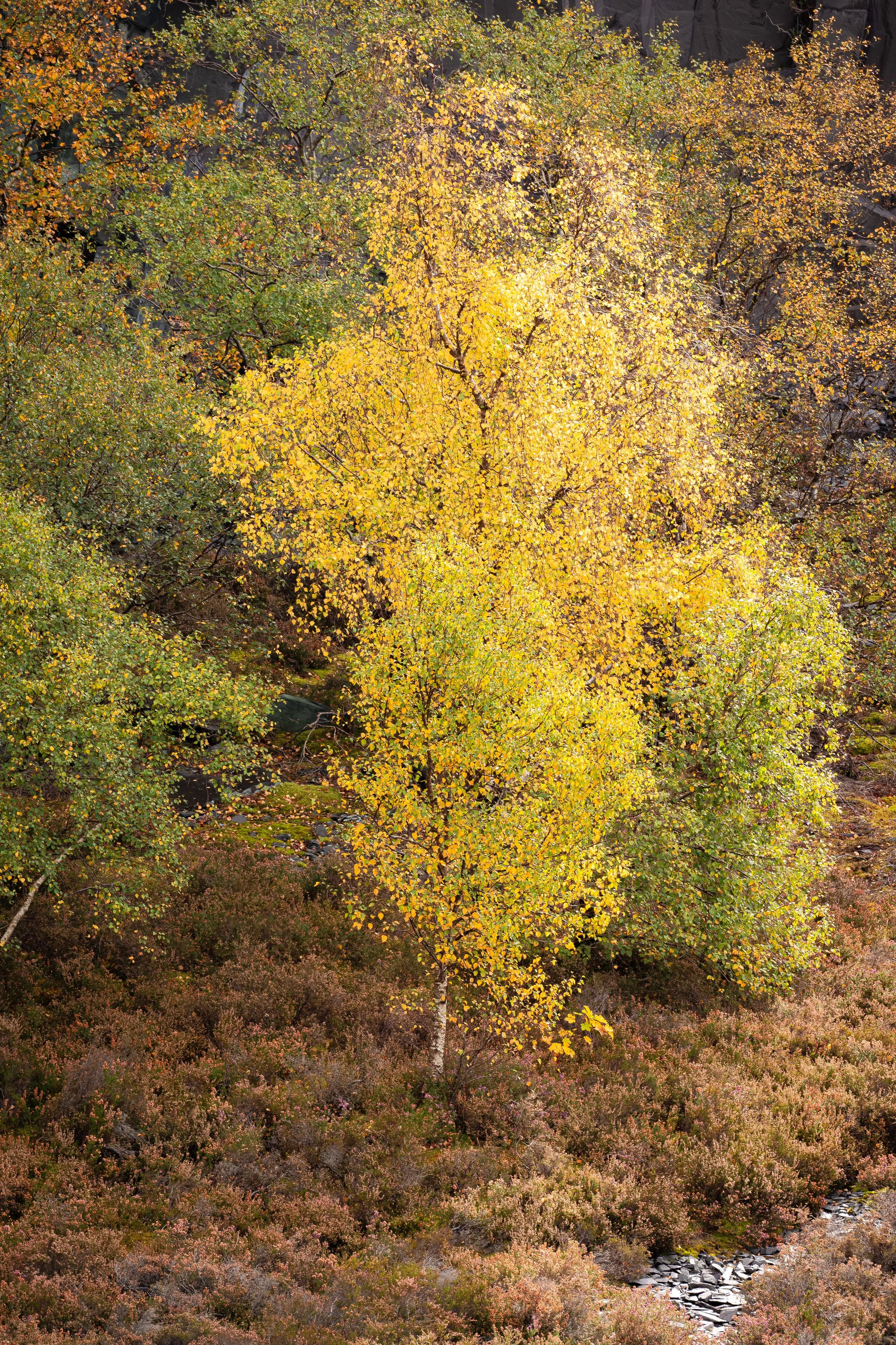 The Quiet Flame of the Quarry