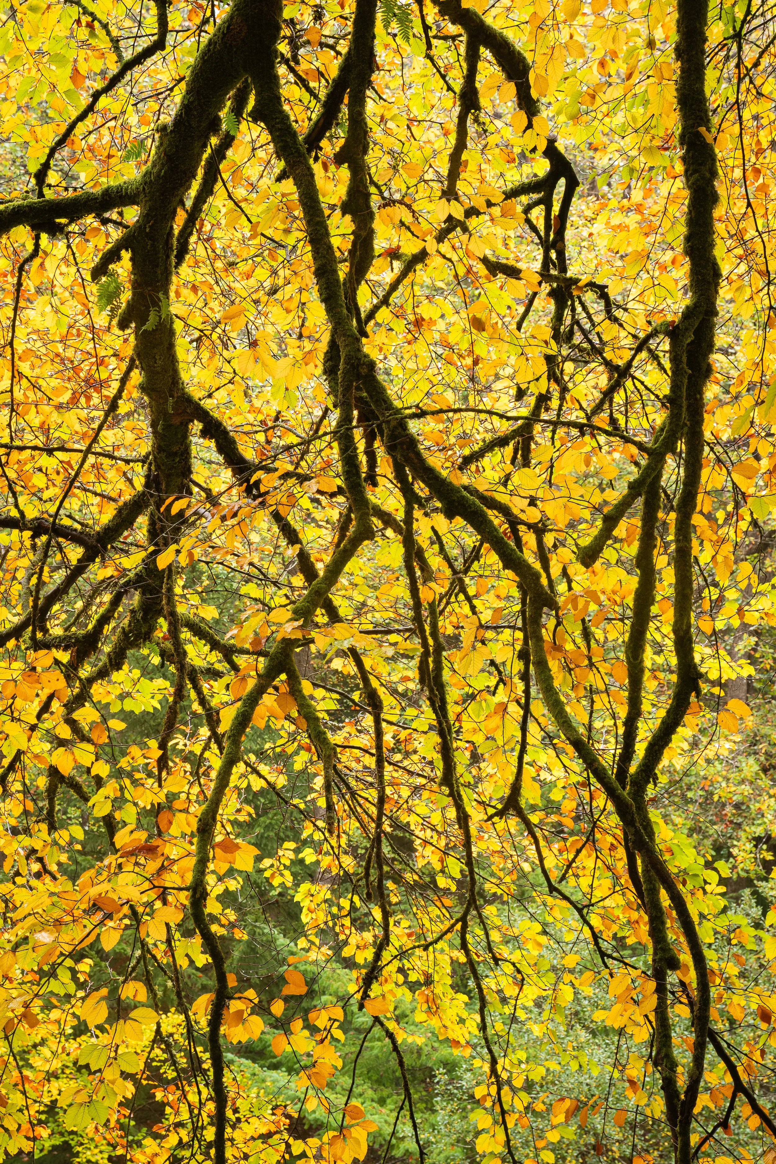 Autumn’s Tapestry