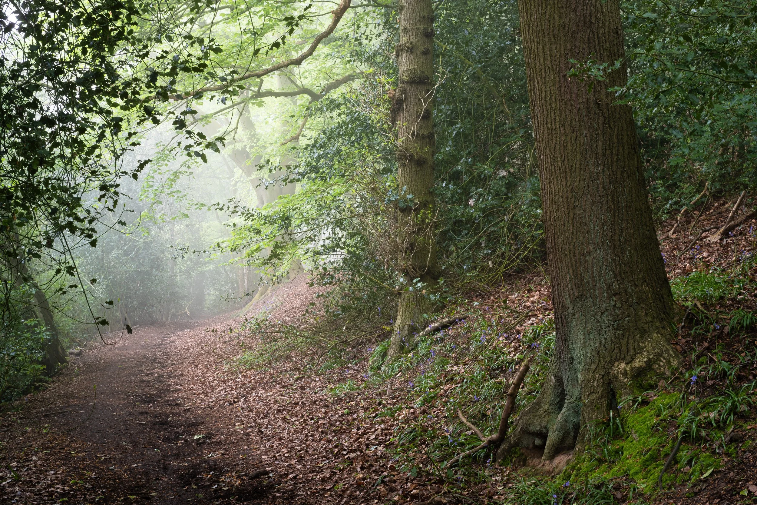 Sleepy Hollow
