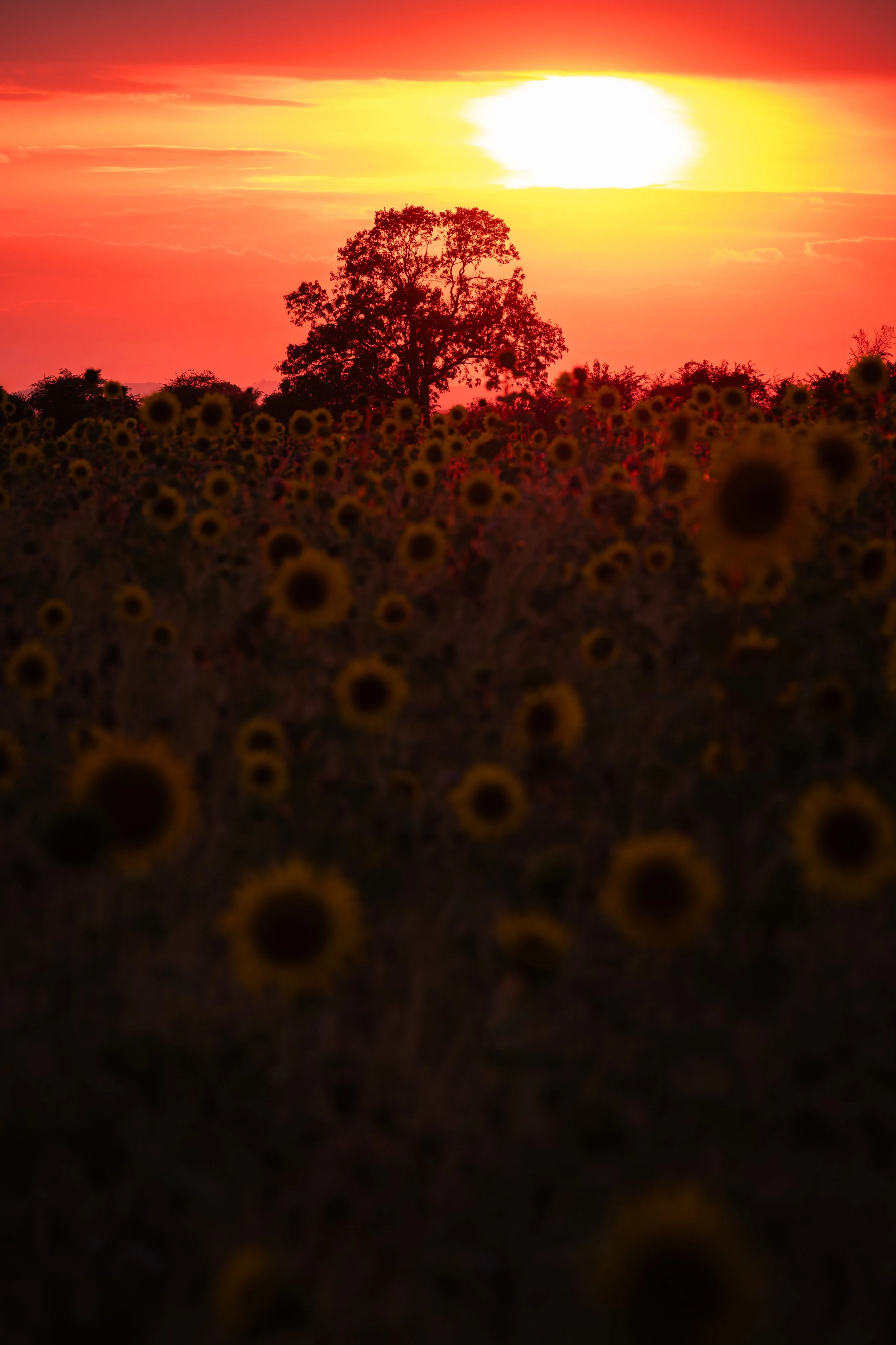 The Last Embers of Summer