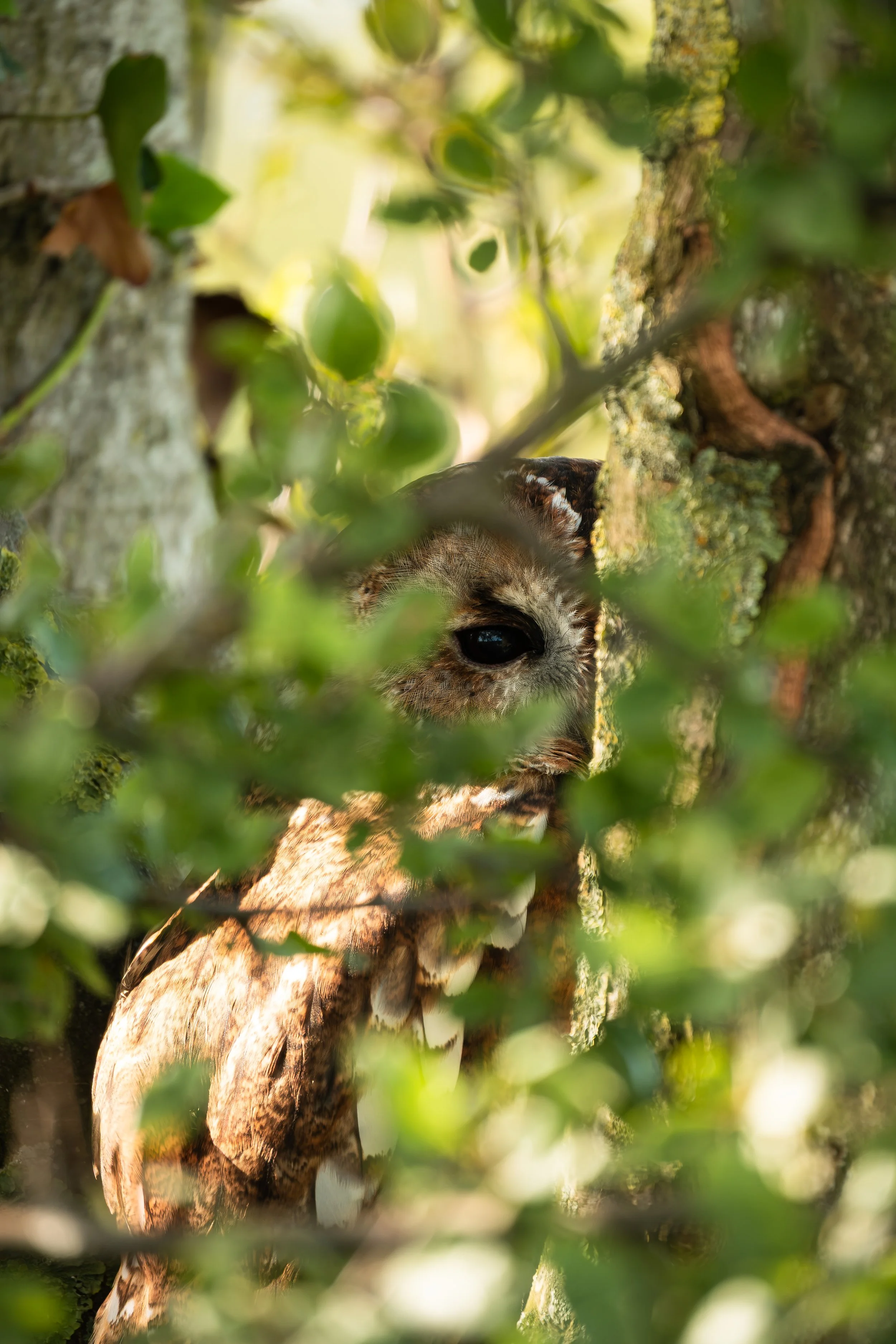 Hidden Amongst the Leaves — Tawny Owl (Twit) | Photographed in captivity