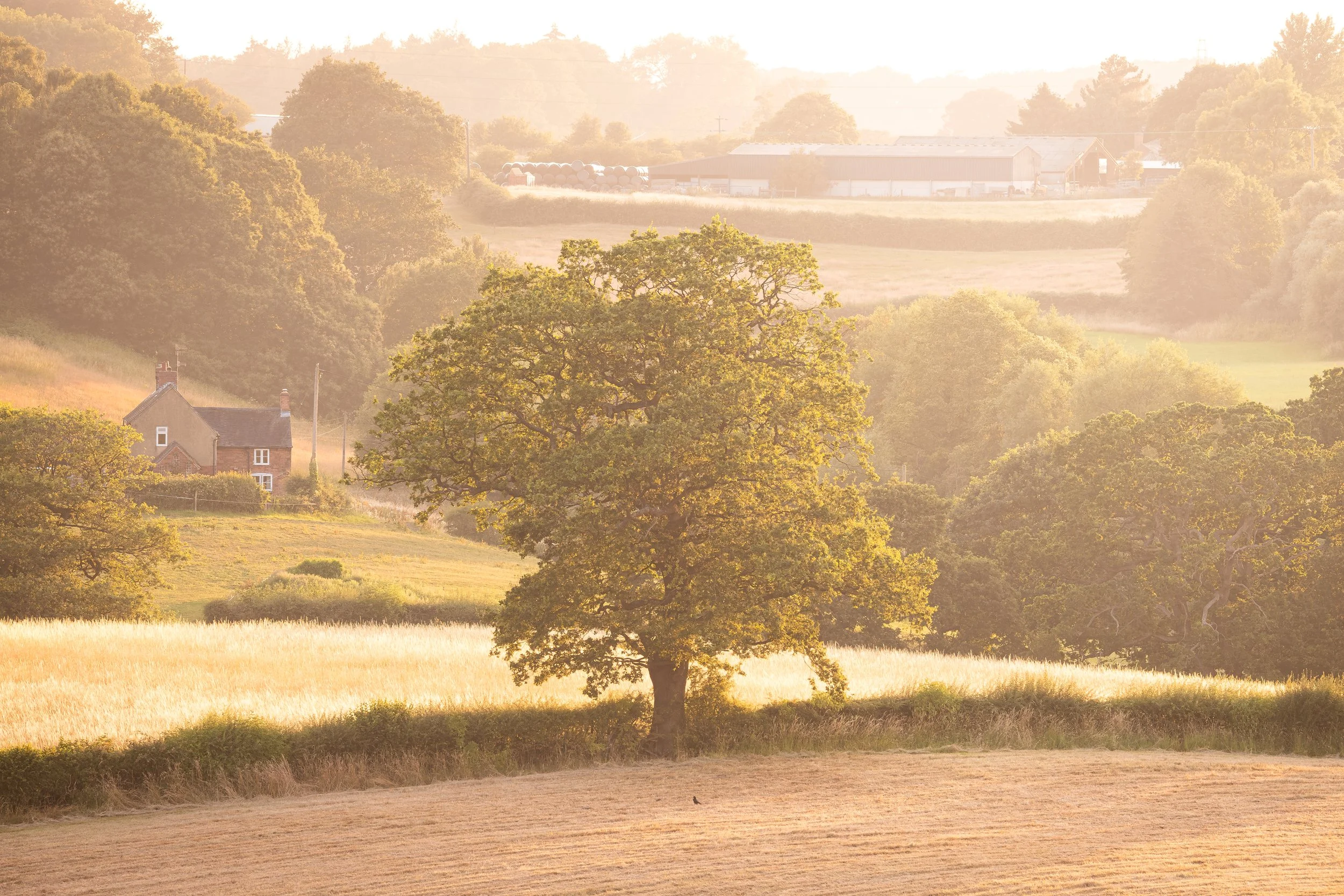 Rooted in Gold