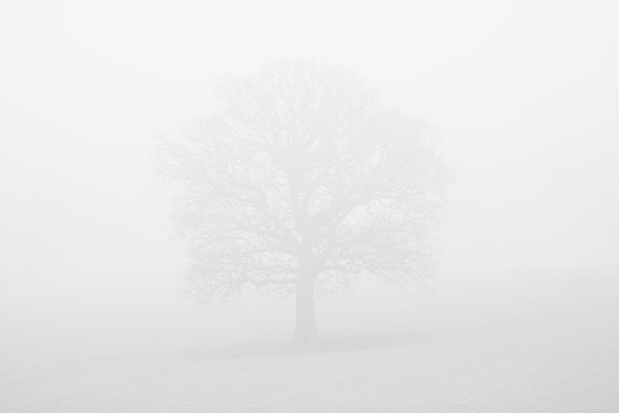 The Silence
