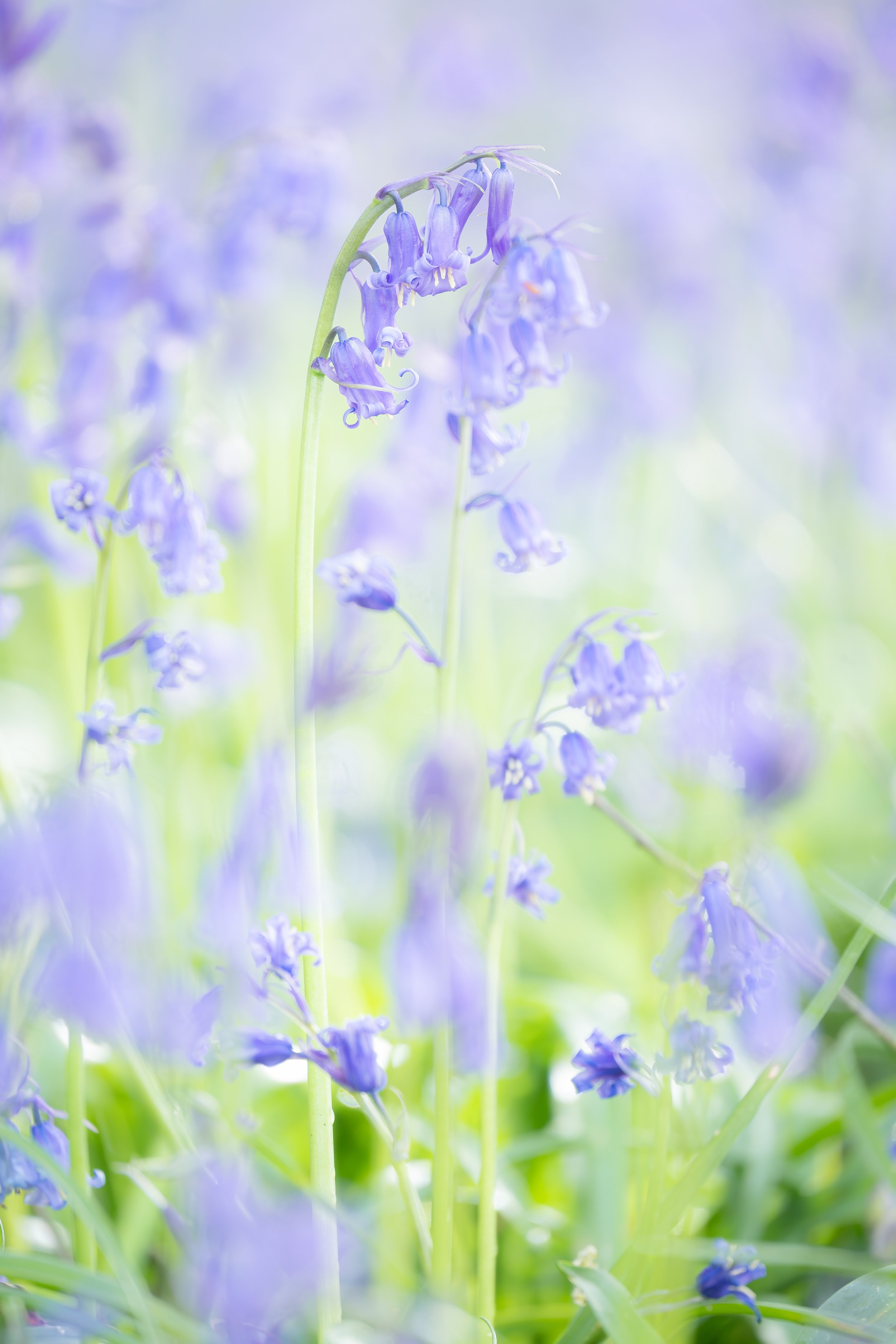 Bluebell Haze