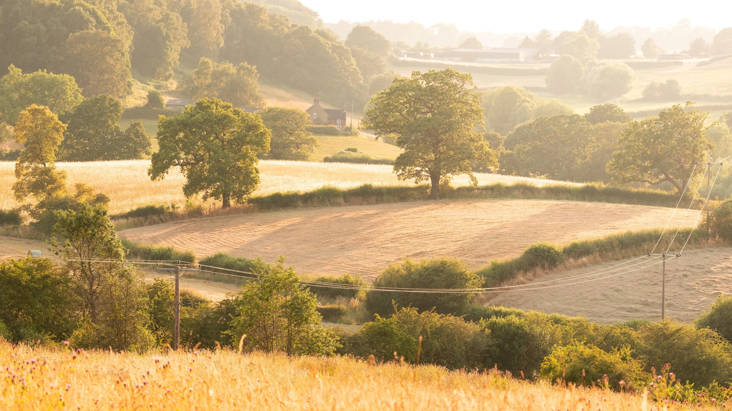 The Rolling Hills of Dale