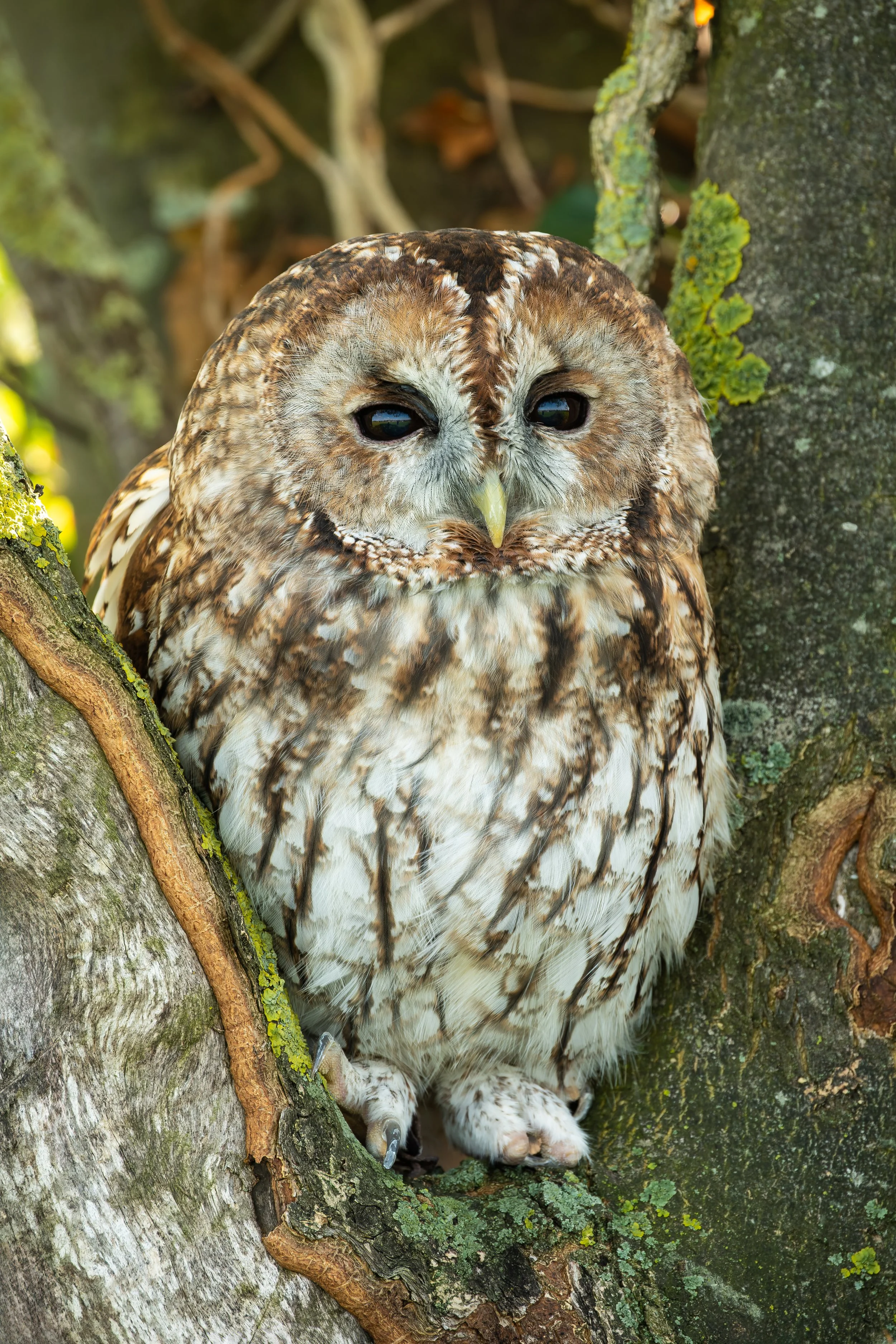 The Woodland Watcher — Tawny Owl (Twit) | Photographed in captivity