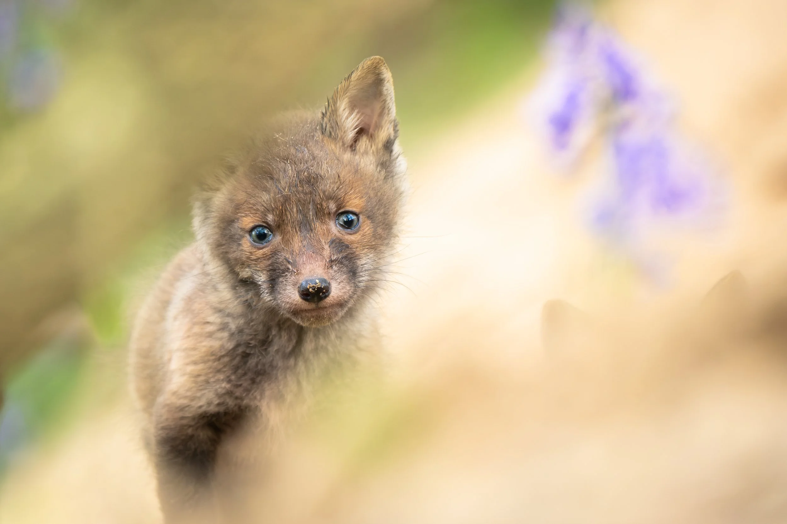 Wild Beginnings