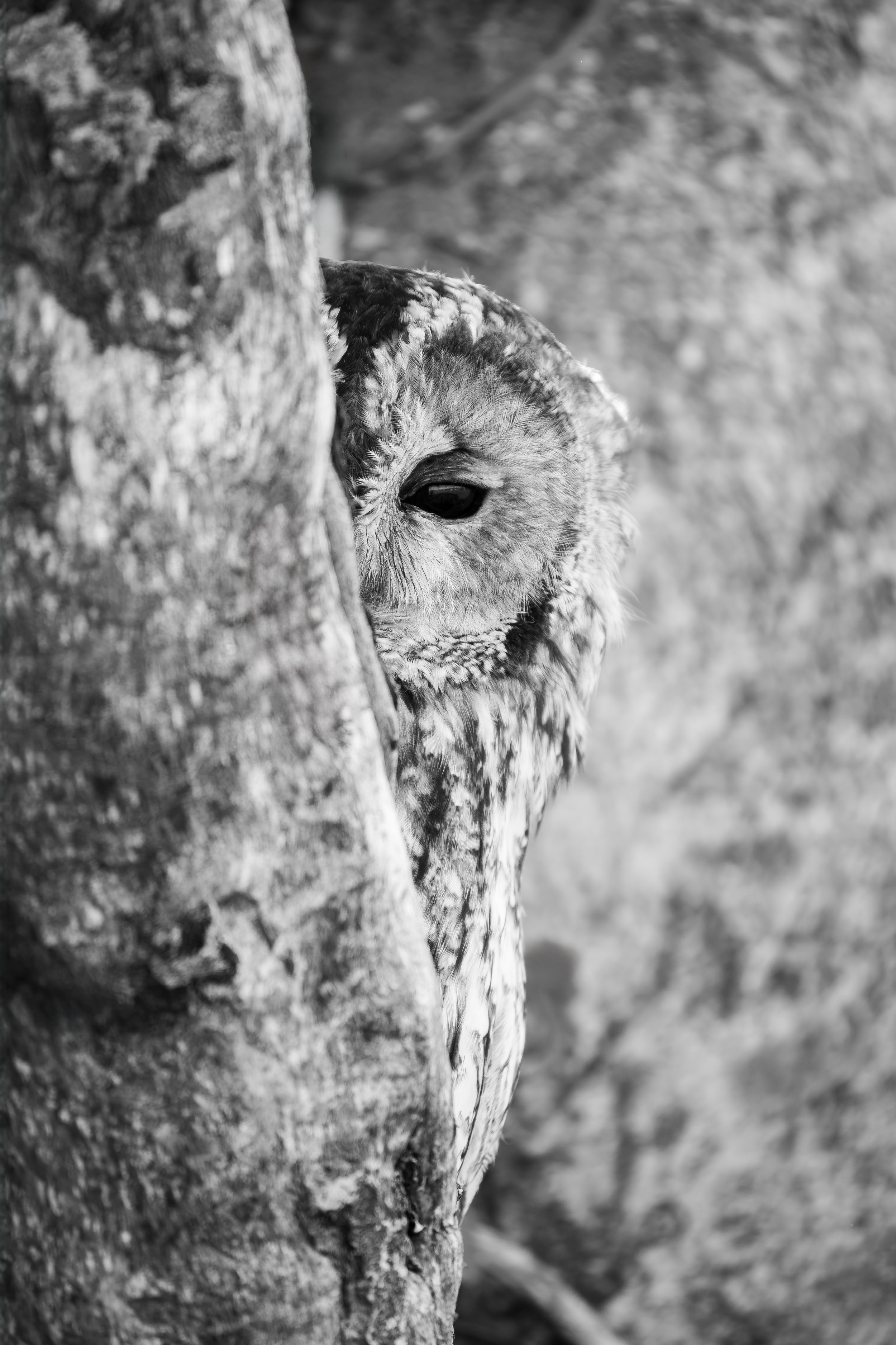 The Art of Camouflage — Tawny Owl (Twit) | Photographed in captivity