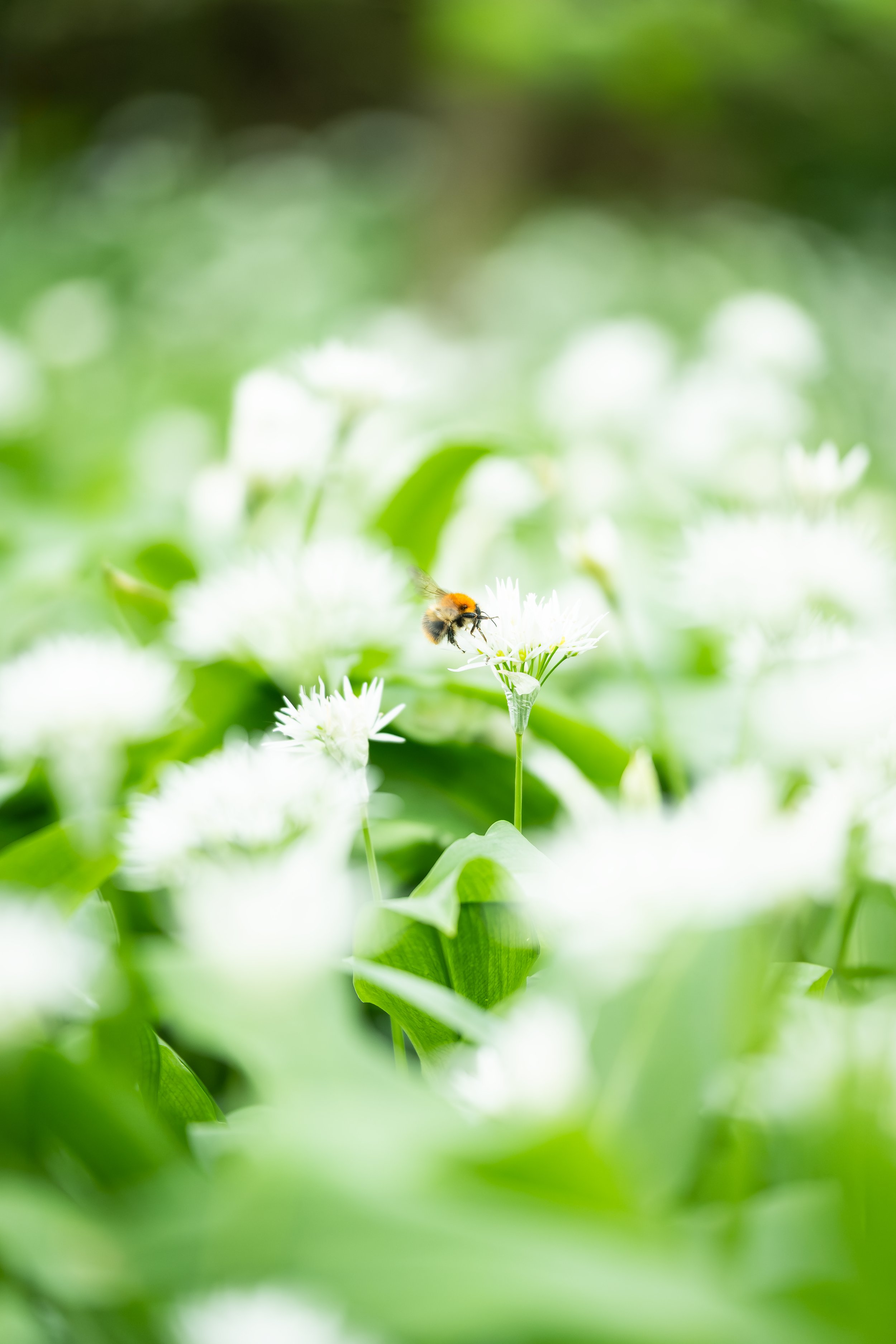 A Visitor Amongst The Garlic
