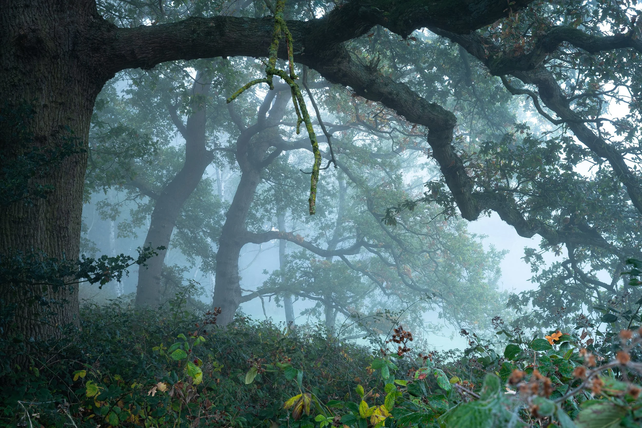 Enchanted Oaks