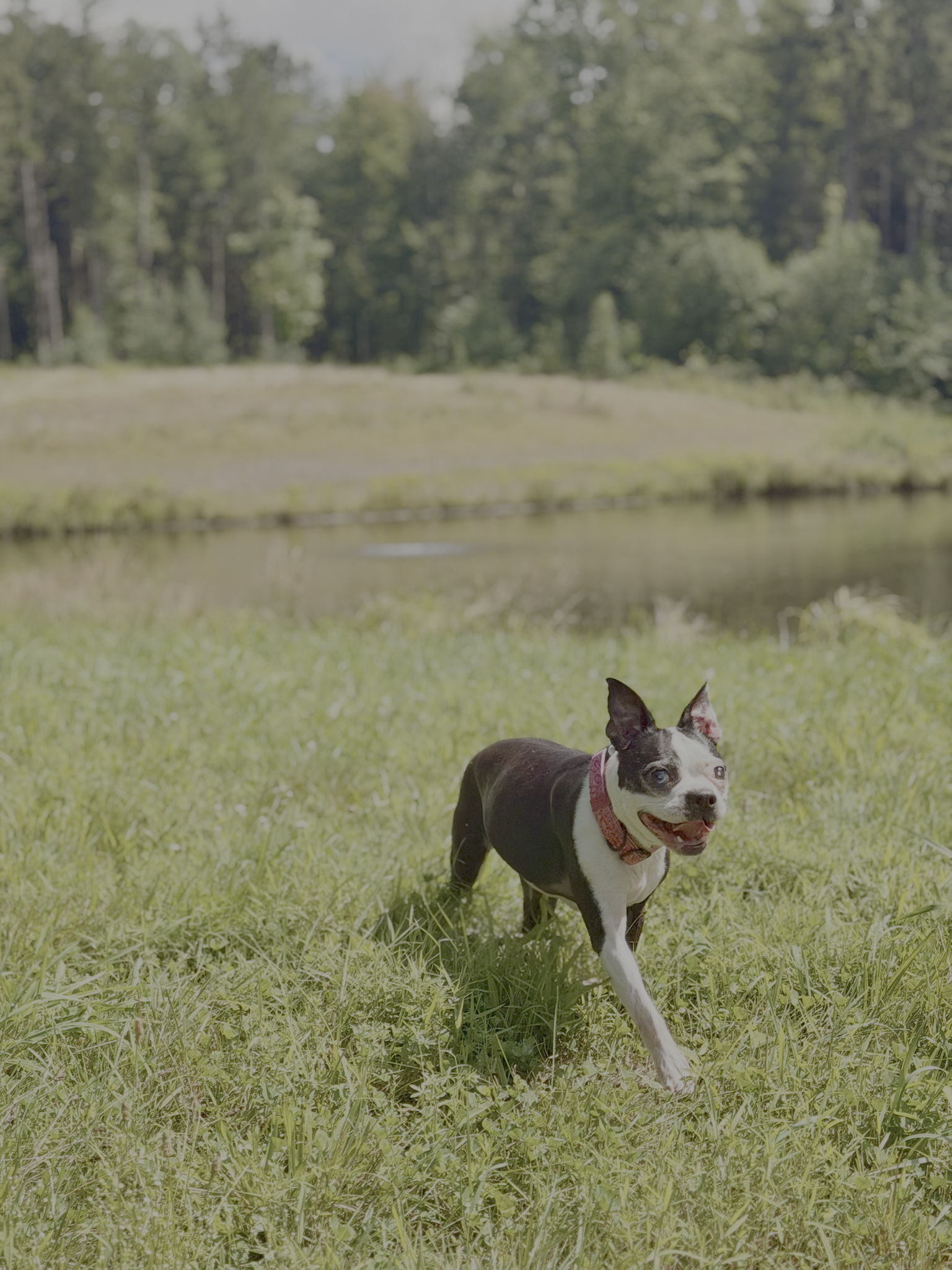 941DBFED-48FA-423C-93D3-EA0D4EB245BFIMG_6590.JPG.png