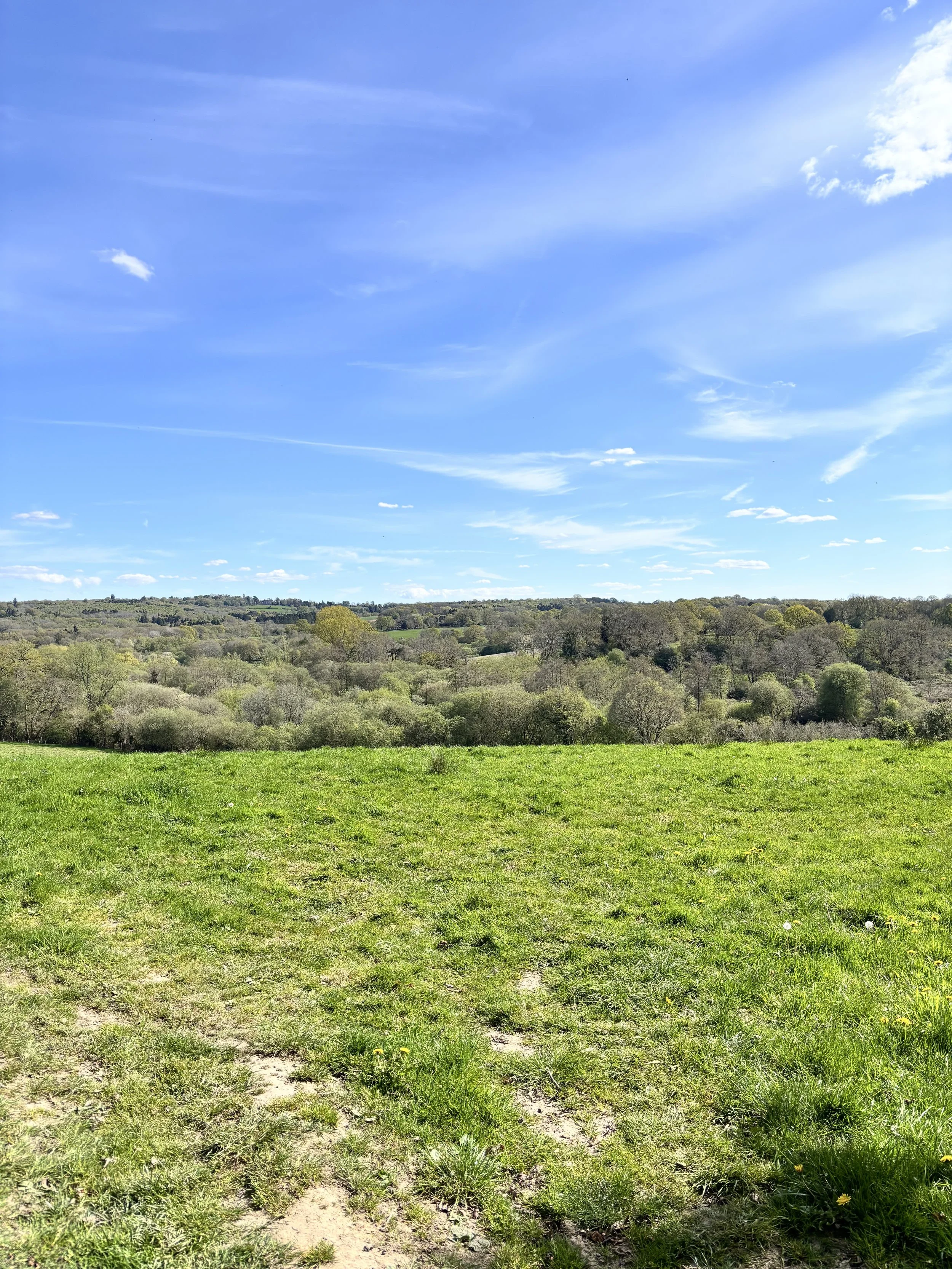 A lush green field leading into a forest and bright blue sky