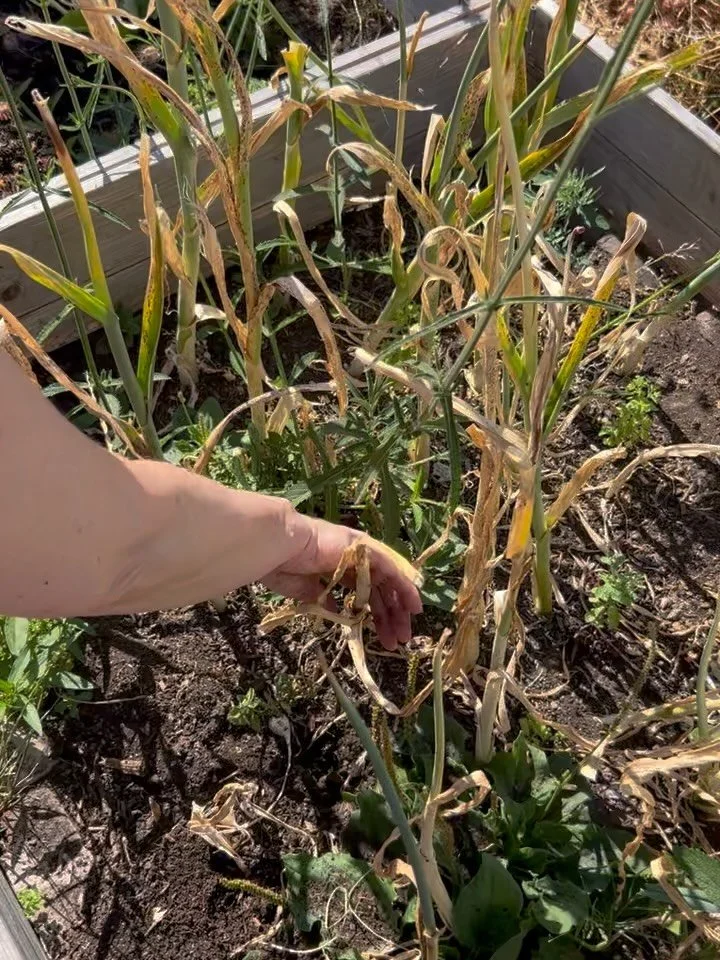Spending time at my parents&rsquo; allotment. Their leeks got a bit dry/hot and morphed into something akin to garlic. Last slide is their actual, very accomplished, garlic 🧄 

Every time i go there I am reminded of the burgeoning days of my interes