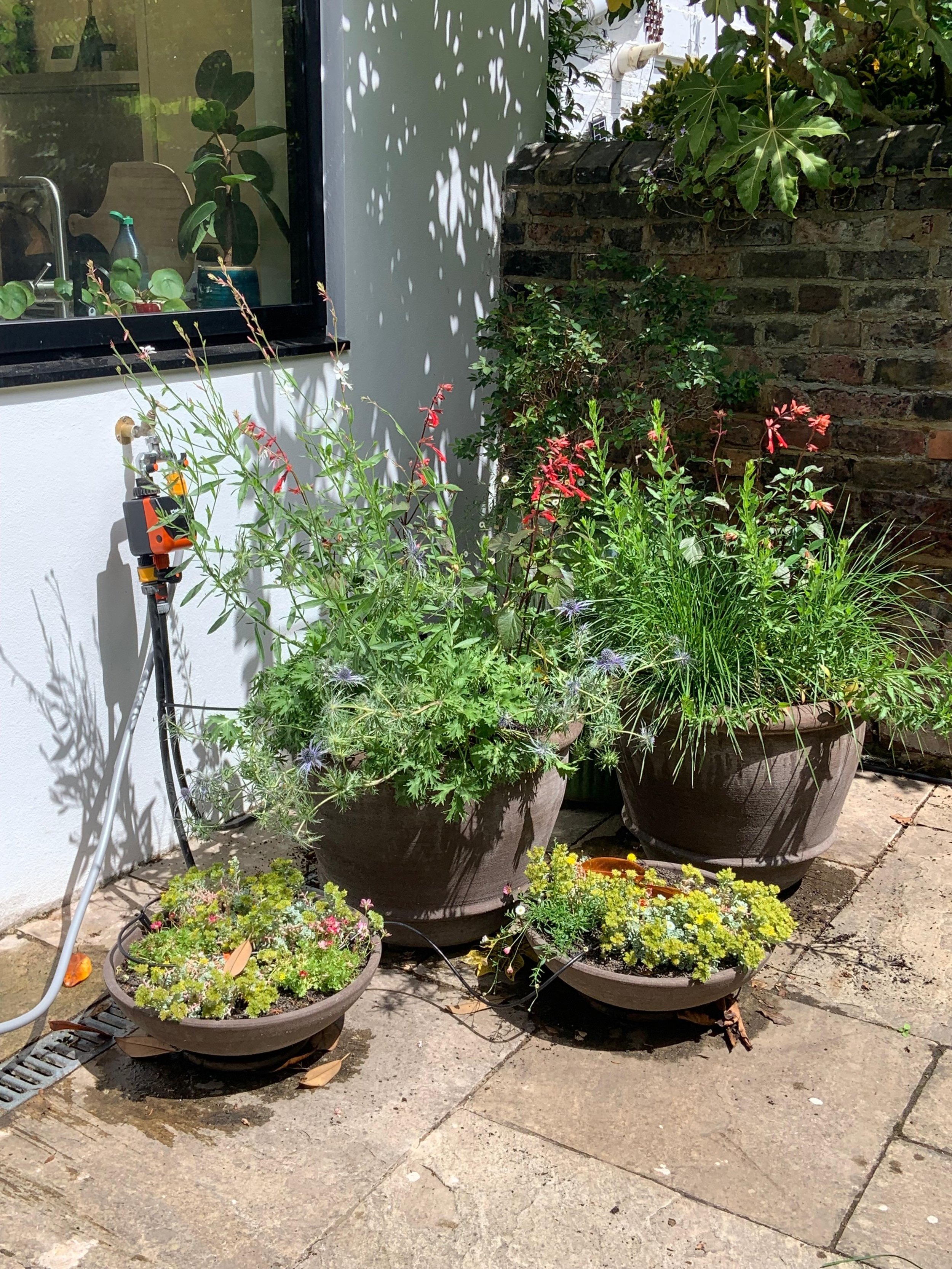 Continuing from the last post, here are a few more images from a recent design and install project. 
In this corner we could have some sun loving things. I picked a winter flowering small Punus (Cherry) so you could see the blossom from the kitchen. 