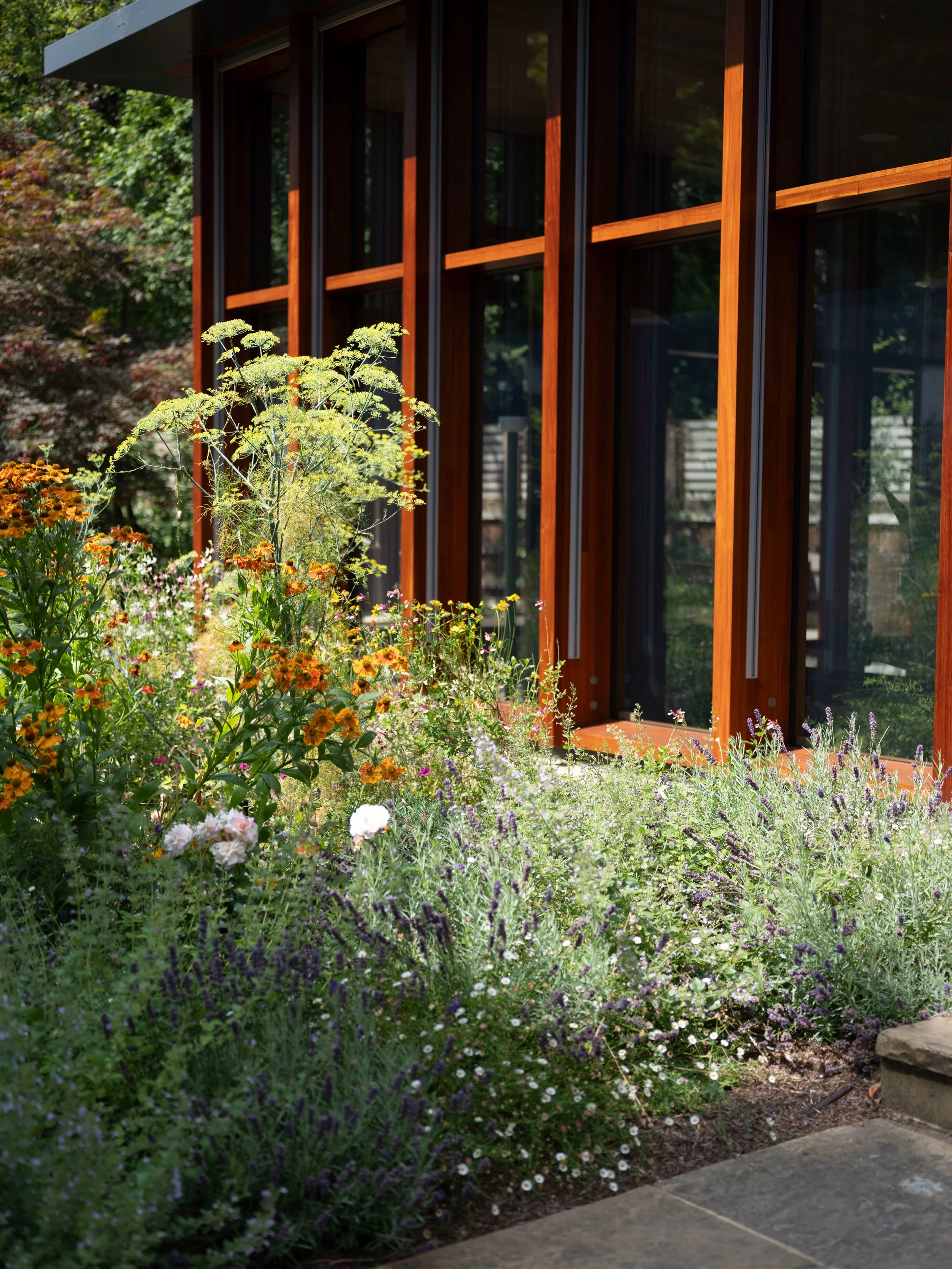 🪏🪷🌱 Photos of our largest project, so far. Hard Landscaping completed 2024. Planting undertook from 2024-2025. Photos here are in July 2026. My hand drawing posted before in feed. 
Helenium, fennel and Gaura standing tall in contrast to the rich w