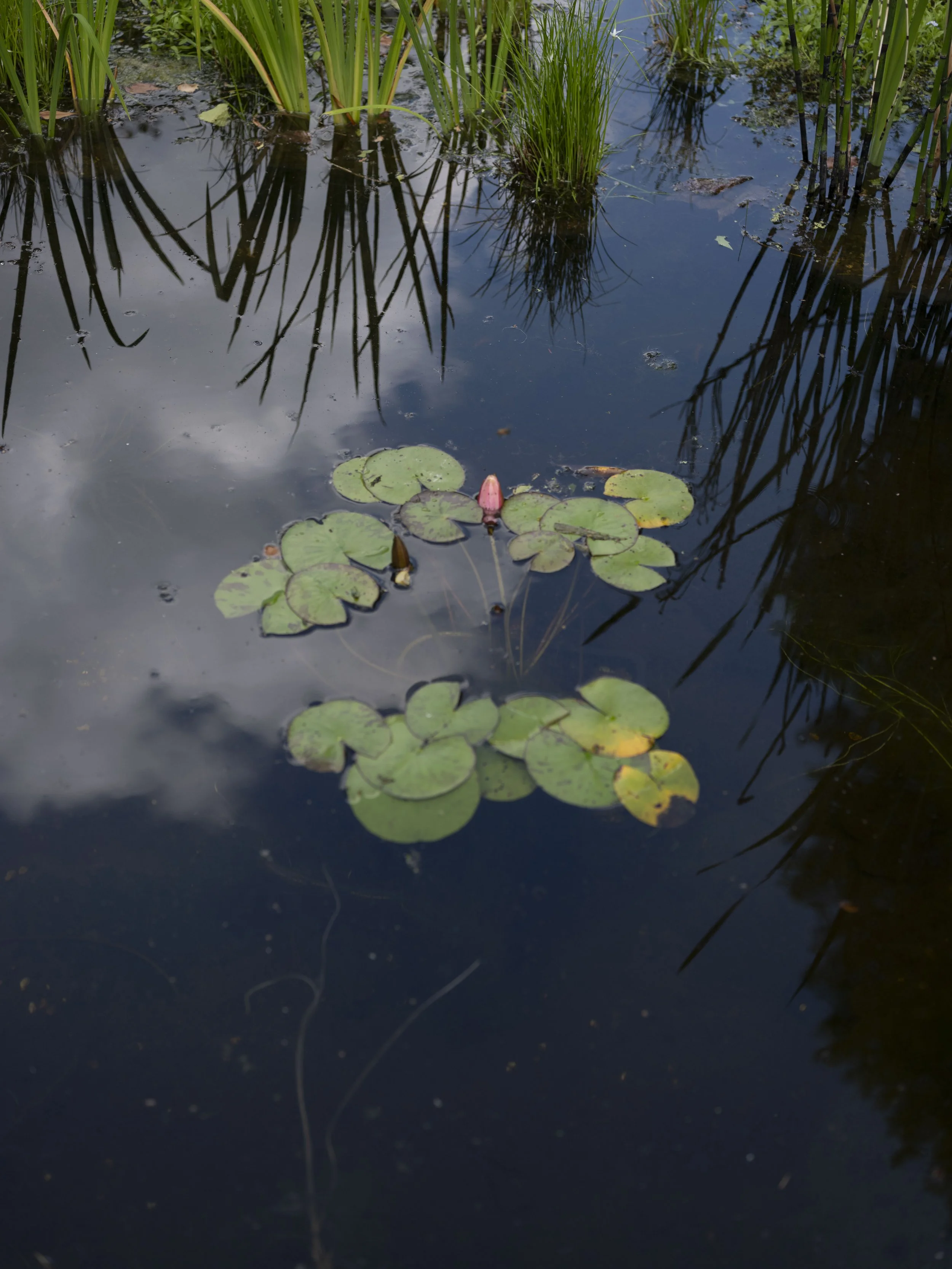 DSCF6594.JPG