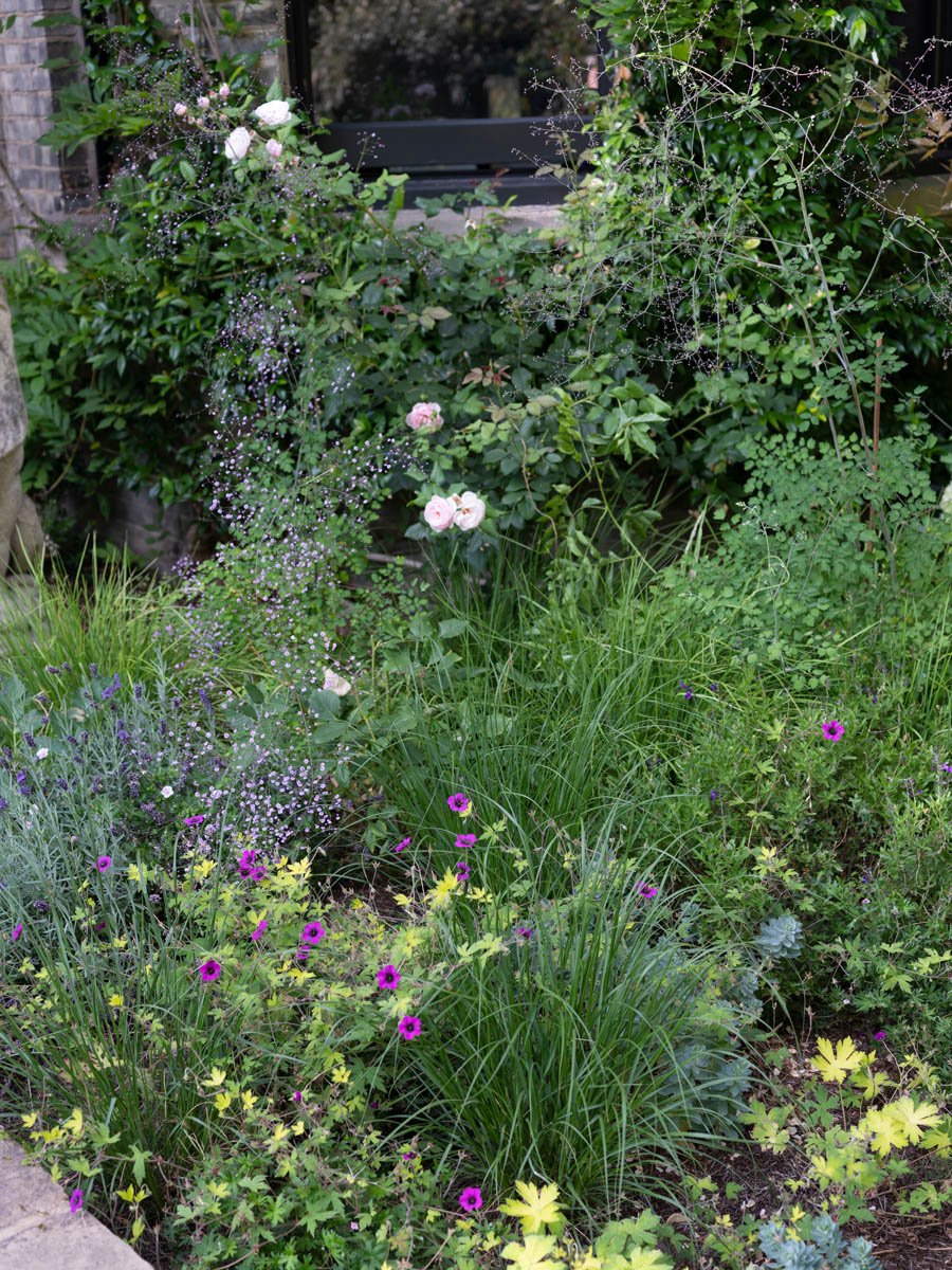 hampstead garden flowers.jpg