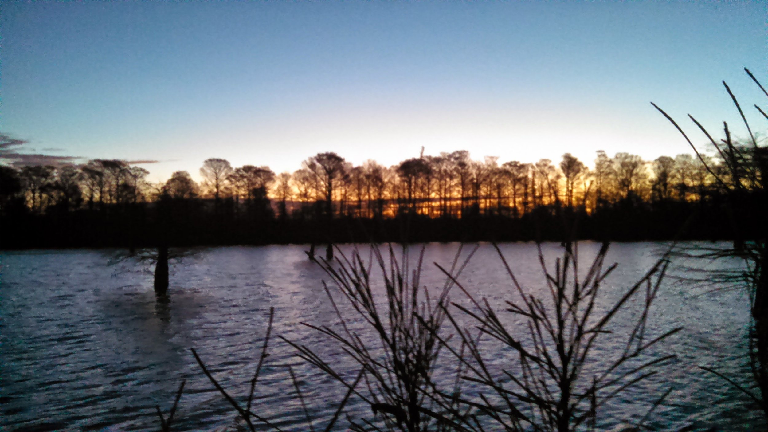 Sunset over a body of water with a silhouette of trees and some plants in the foreground.