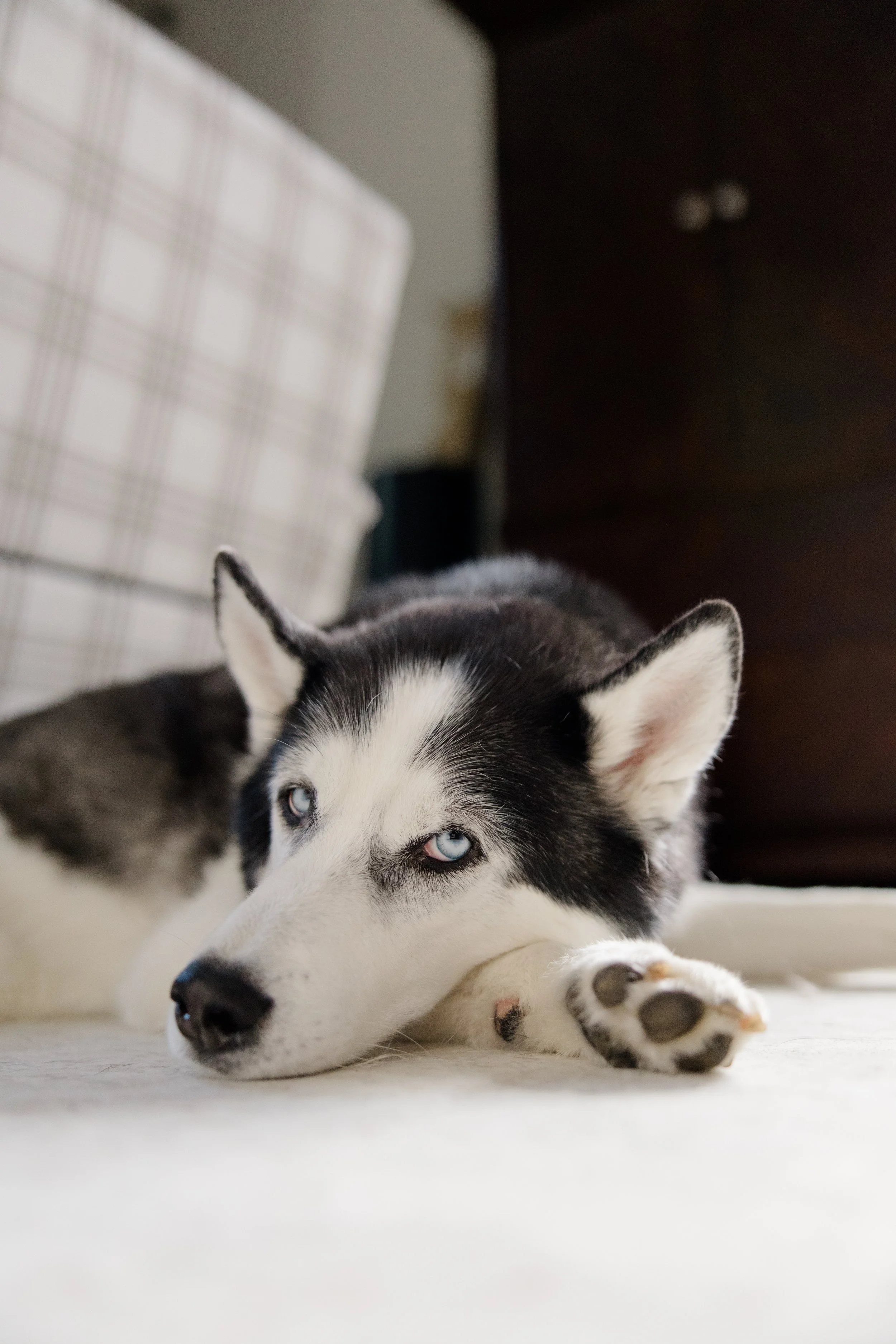 A black and white Siberian Husky with piercing blue eyes lying on a white surface, resting its head with one paw stretched out in front of it.