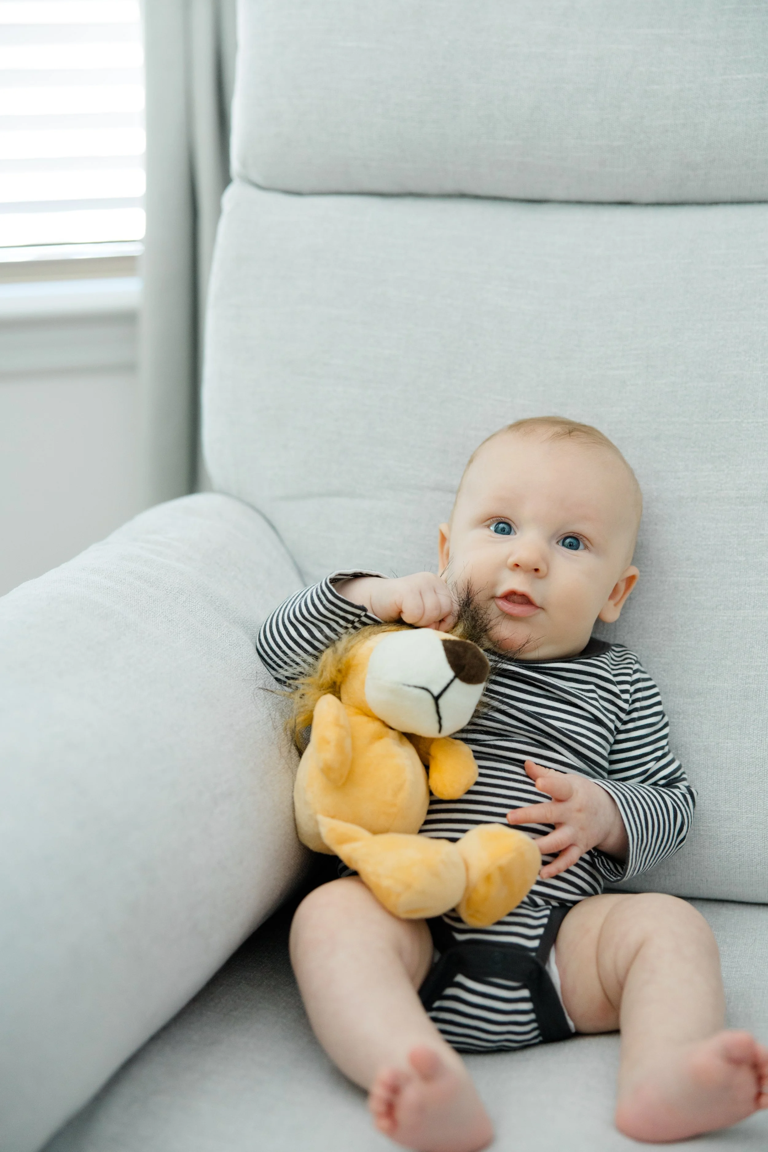 A baby with blue eyes, wearing a black and white striped outfit, sitting on a light gray couch, holding a stuffed lion toy, with a window with blinds in the background.