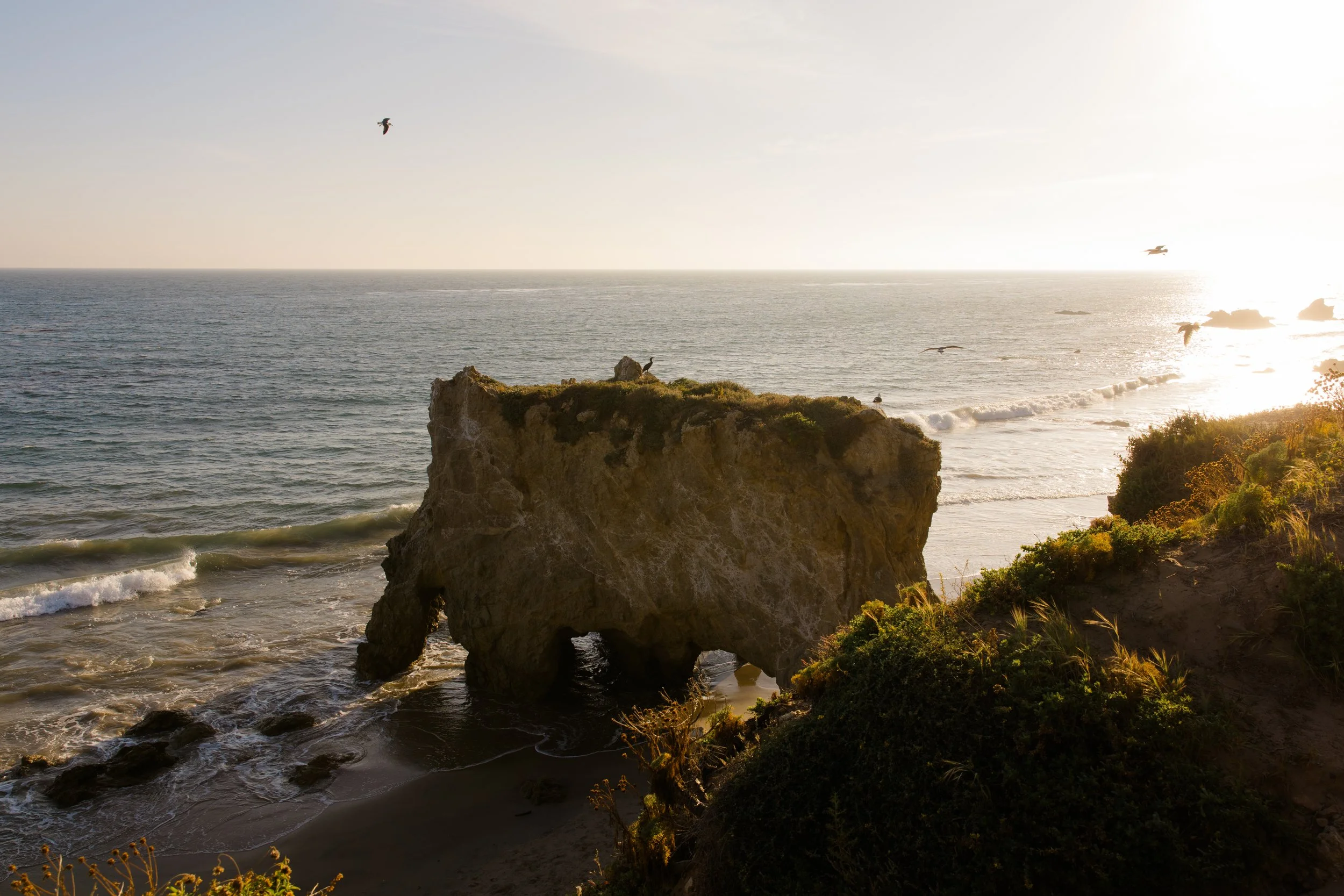 Sunset view of the ocean with seagulls flying over a rocky cliff and waves crashing below, with greenery in the foreground.