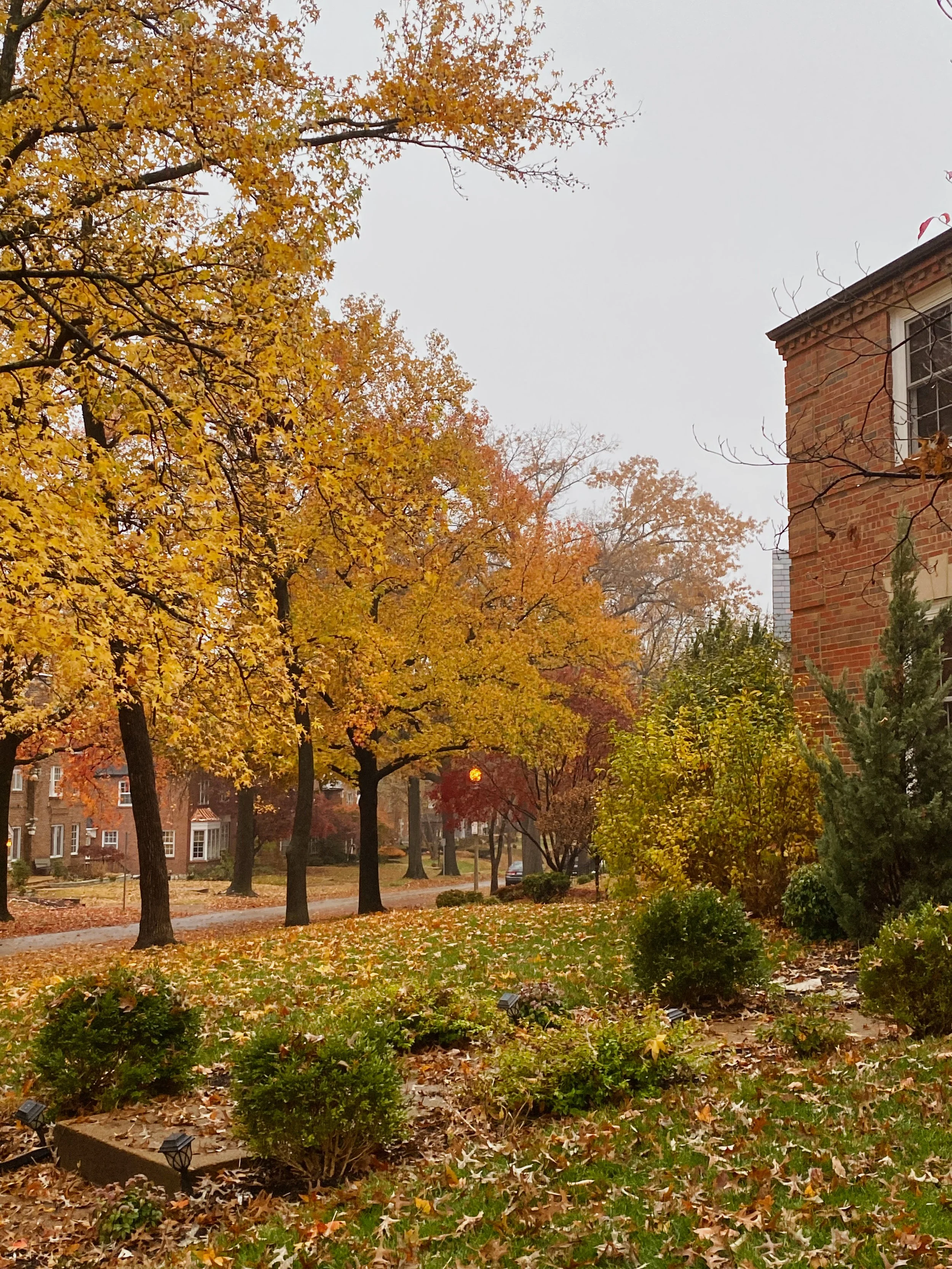 A street view with trees showcasing fall foliage, orange and yellow leaves, a brick house partially visible on the right, and the sun setting in the background on an overcast day.