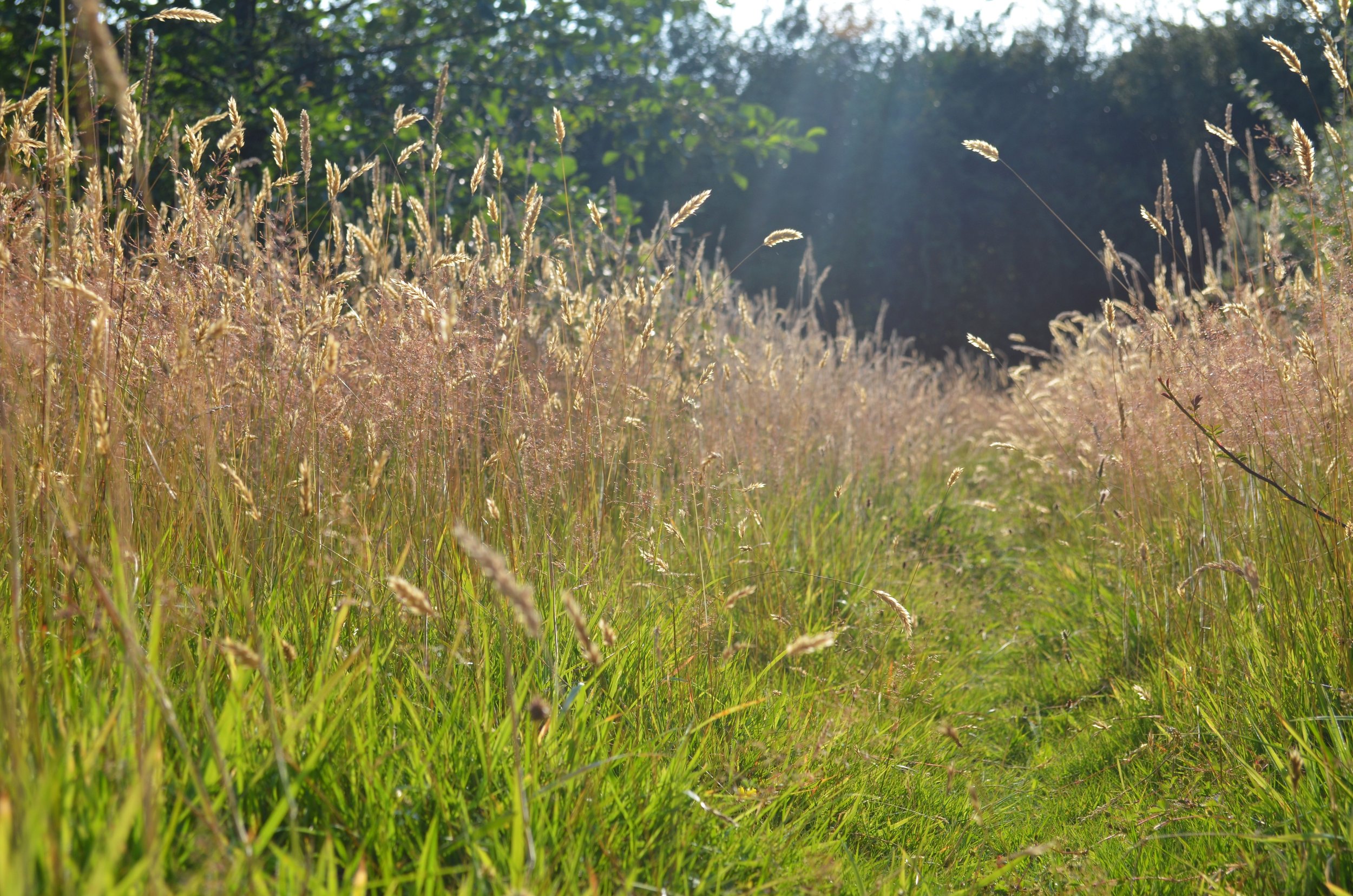 A field of wild grasses and plants with sunlight shining through, and trees in the background.