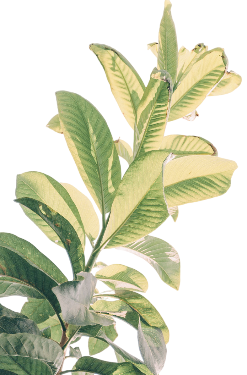 Close-up of a plant with variegated green and yellow leaves.