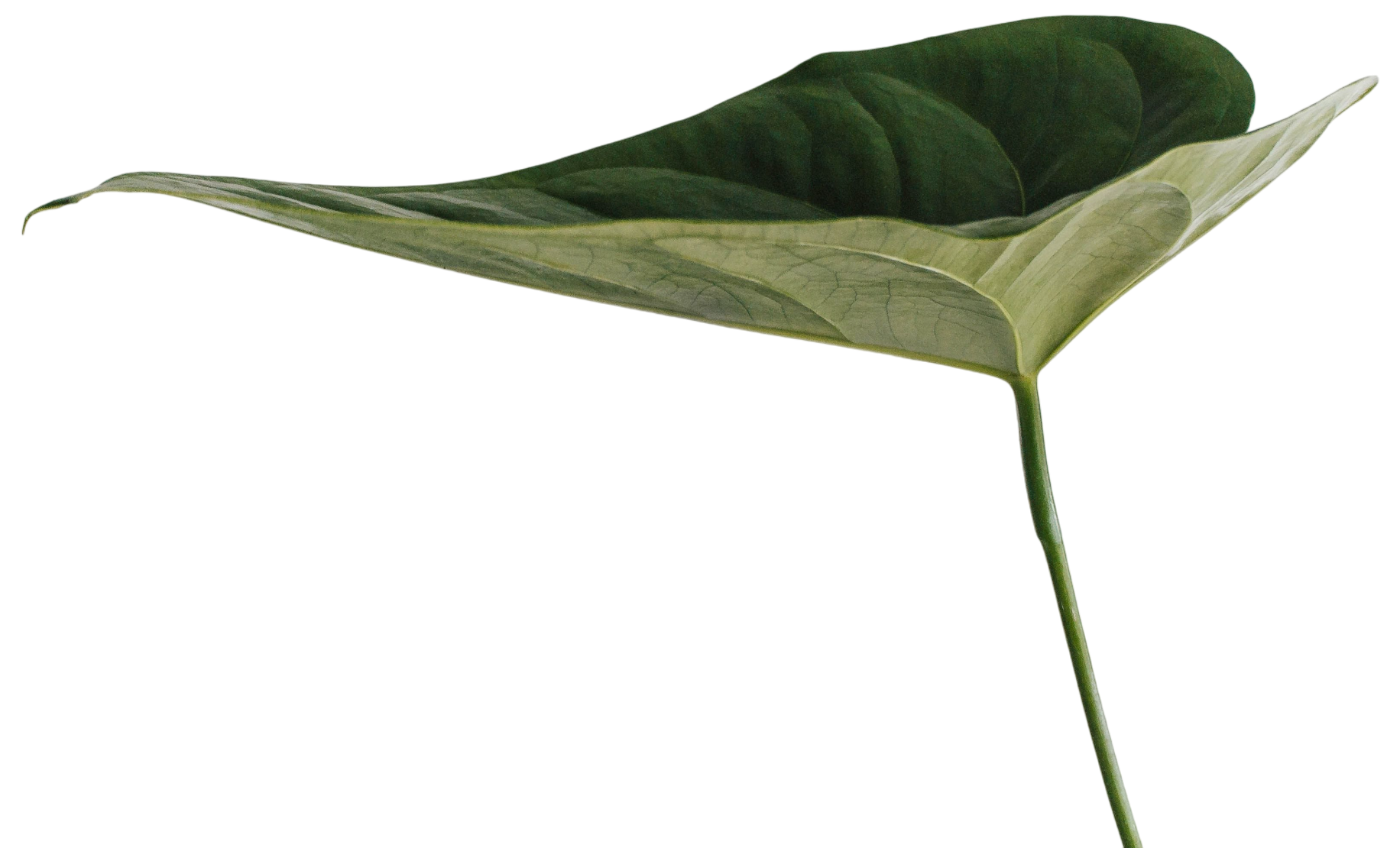 A green leaf with a partly opened slide-in compartment underneath it.