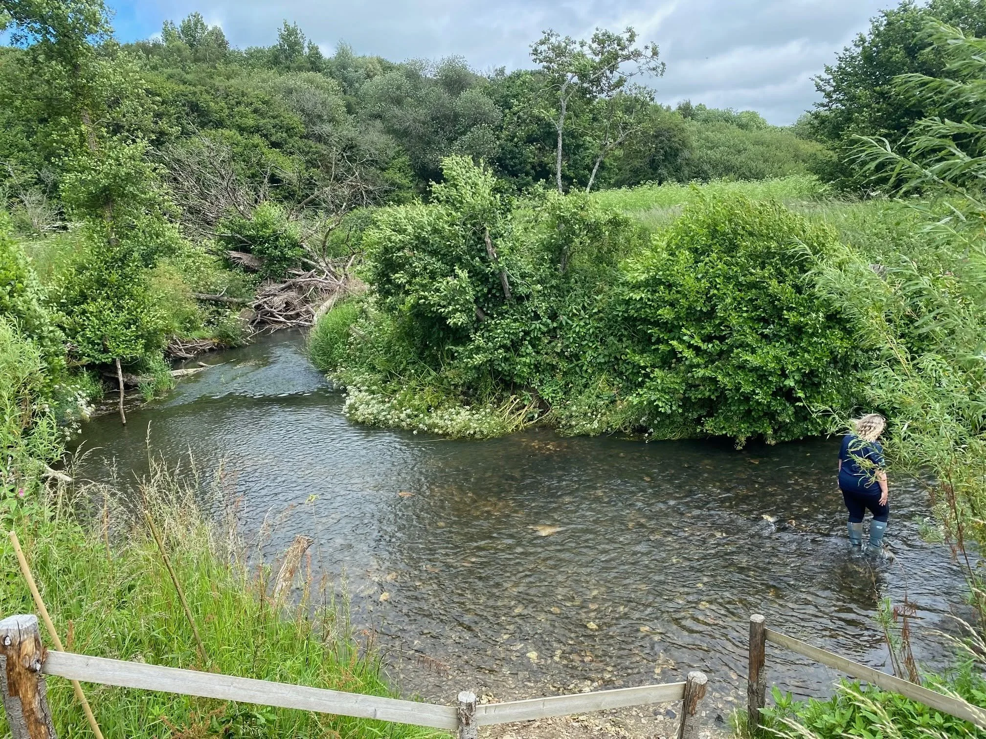 A person wearing blue clothing and boots standing in a creek, surrounded by dense green bushes and trees on a cloudy day.