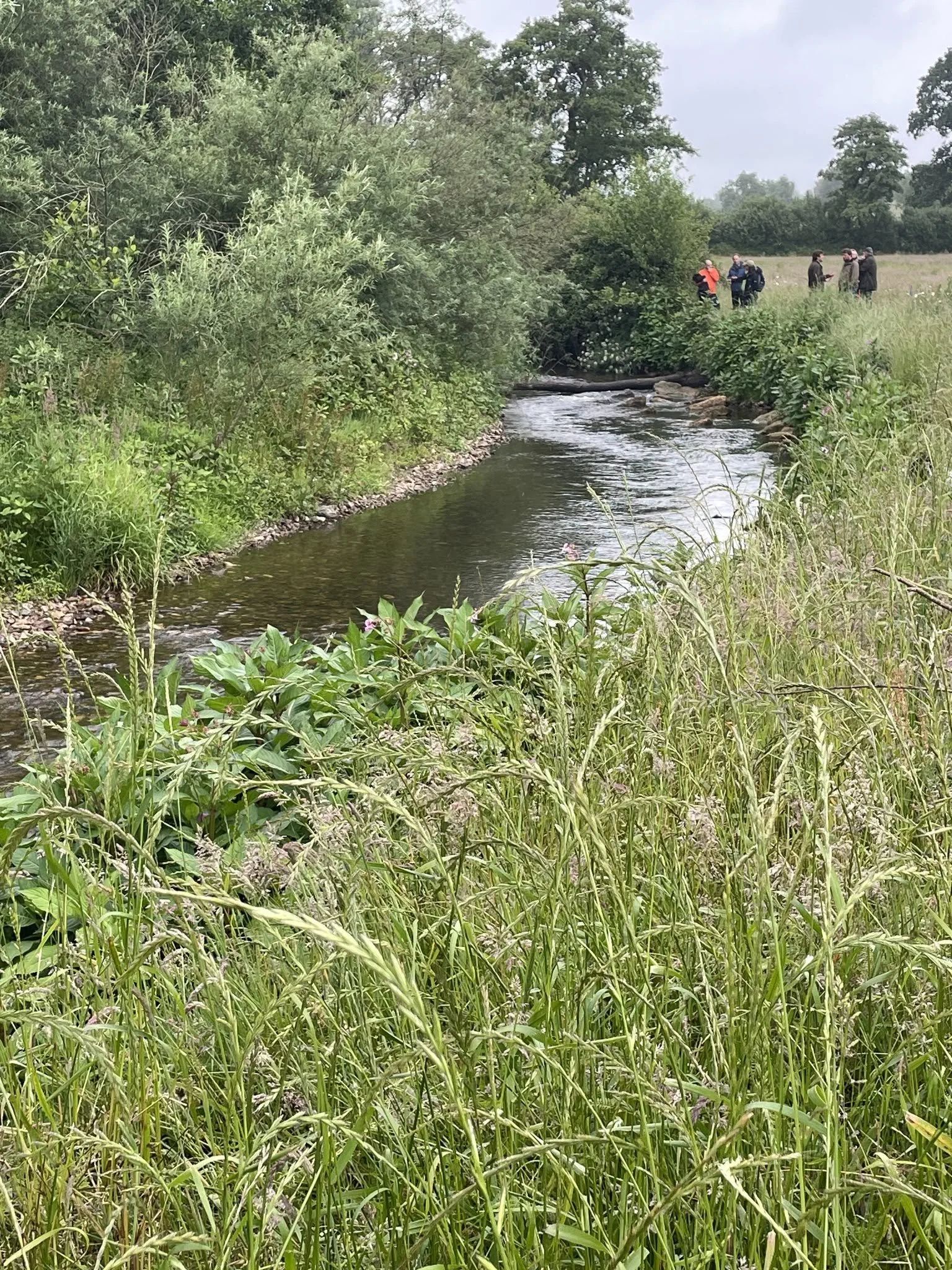 A narrow creek flowing through a green field with tall grass and bushes, with a group of people in the distance on the right side of the image.