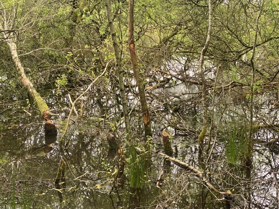 Tell tale signs of beavers with their conical chewing pattern on felled trees in a wetland