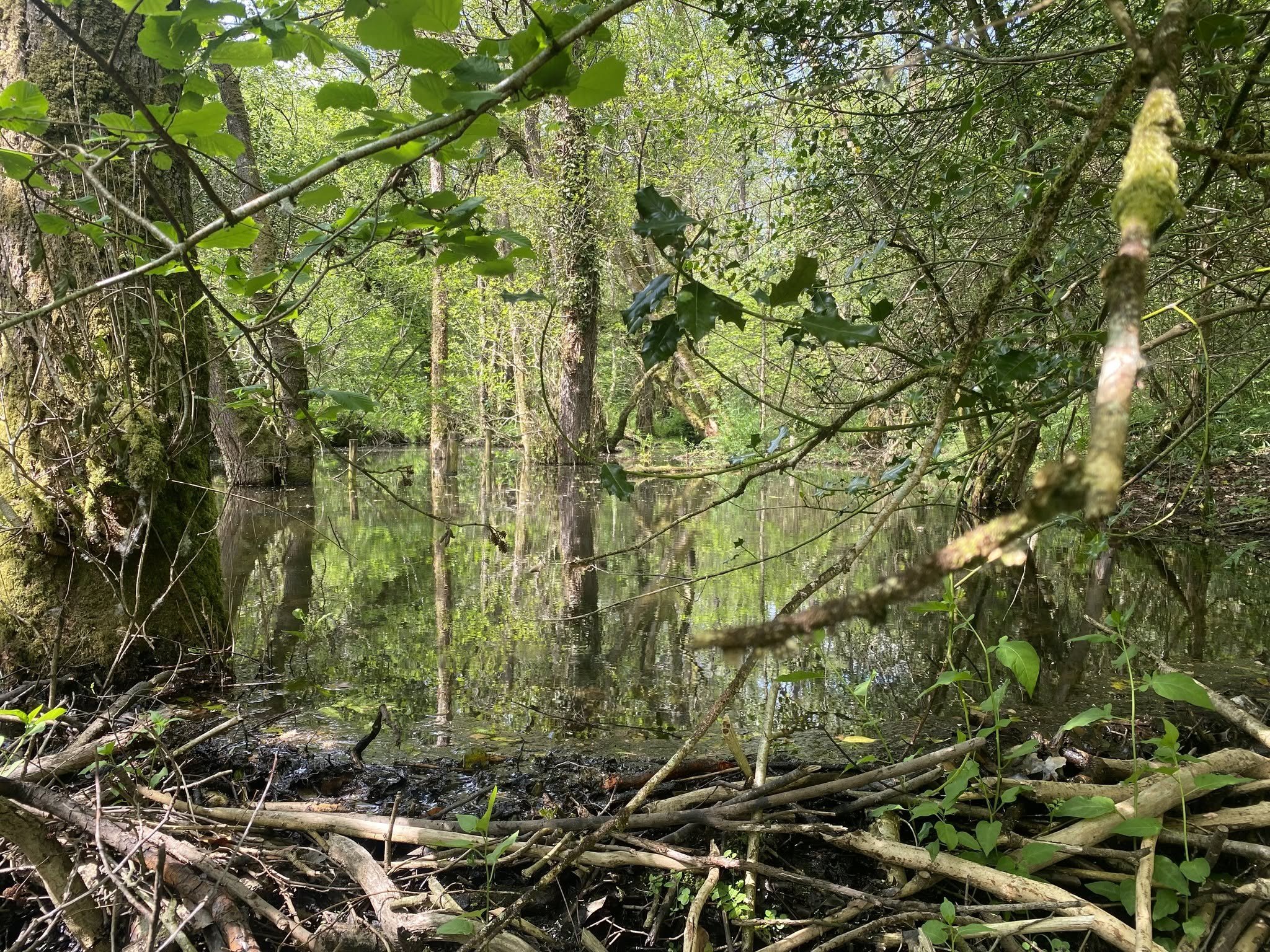 A dense forest scene with green foliage, trees, and a beaver dam, seen through tree branches and leaves.