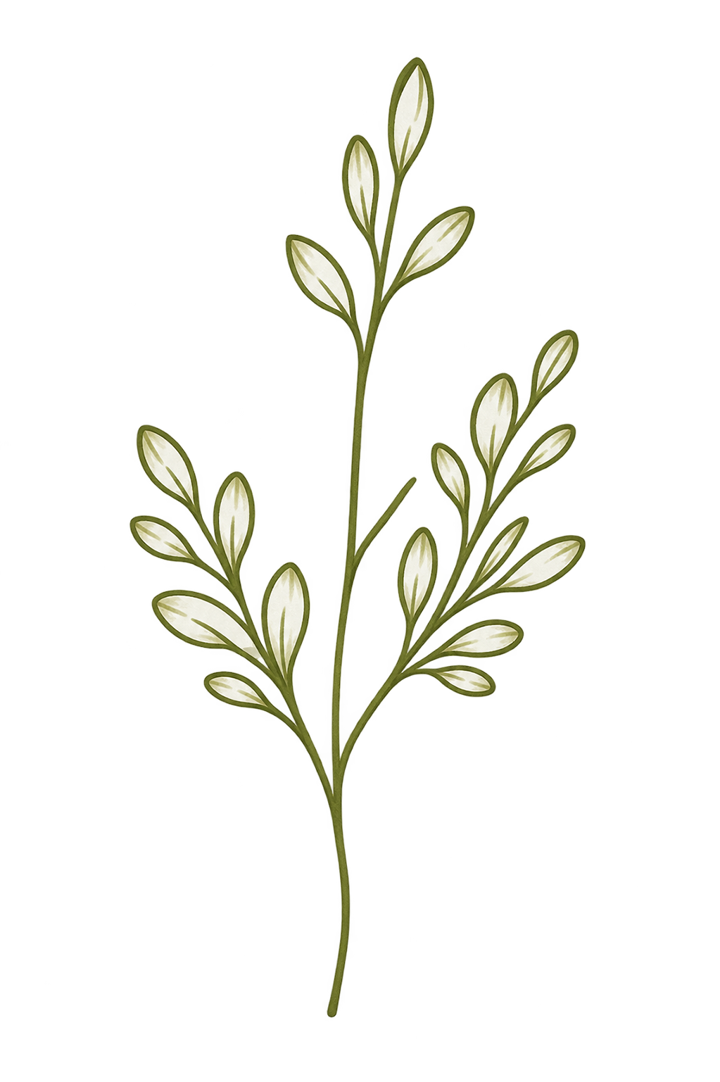 Illustration of a green plant with oval white leaves on a central stem.